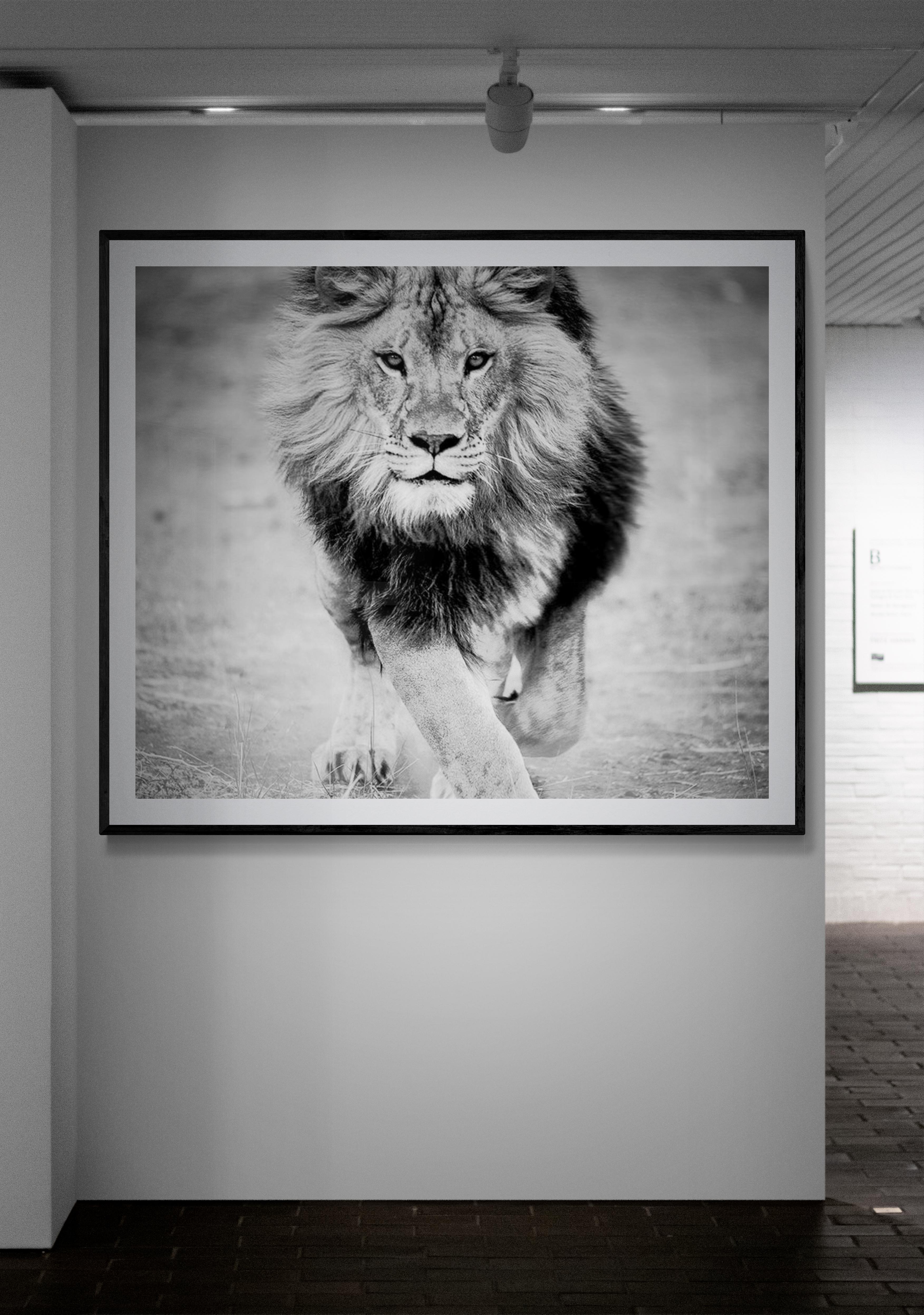 36x48 Black & White Lion Photography Impression non signée  Photographie Panthera Leo - Gris Animal Print par Shane Russeck