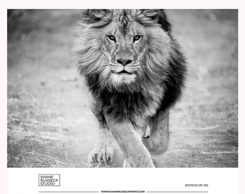 Shane Russeck Animal Print - 36x48 Gallery Exhibition Poster- LION Photography Black and White Photograph 