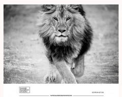Affiche d'exposition de la galerie 36x48 - Photographie LION en noir et blanc 