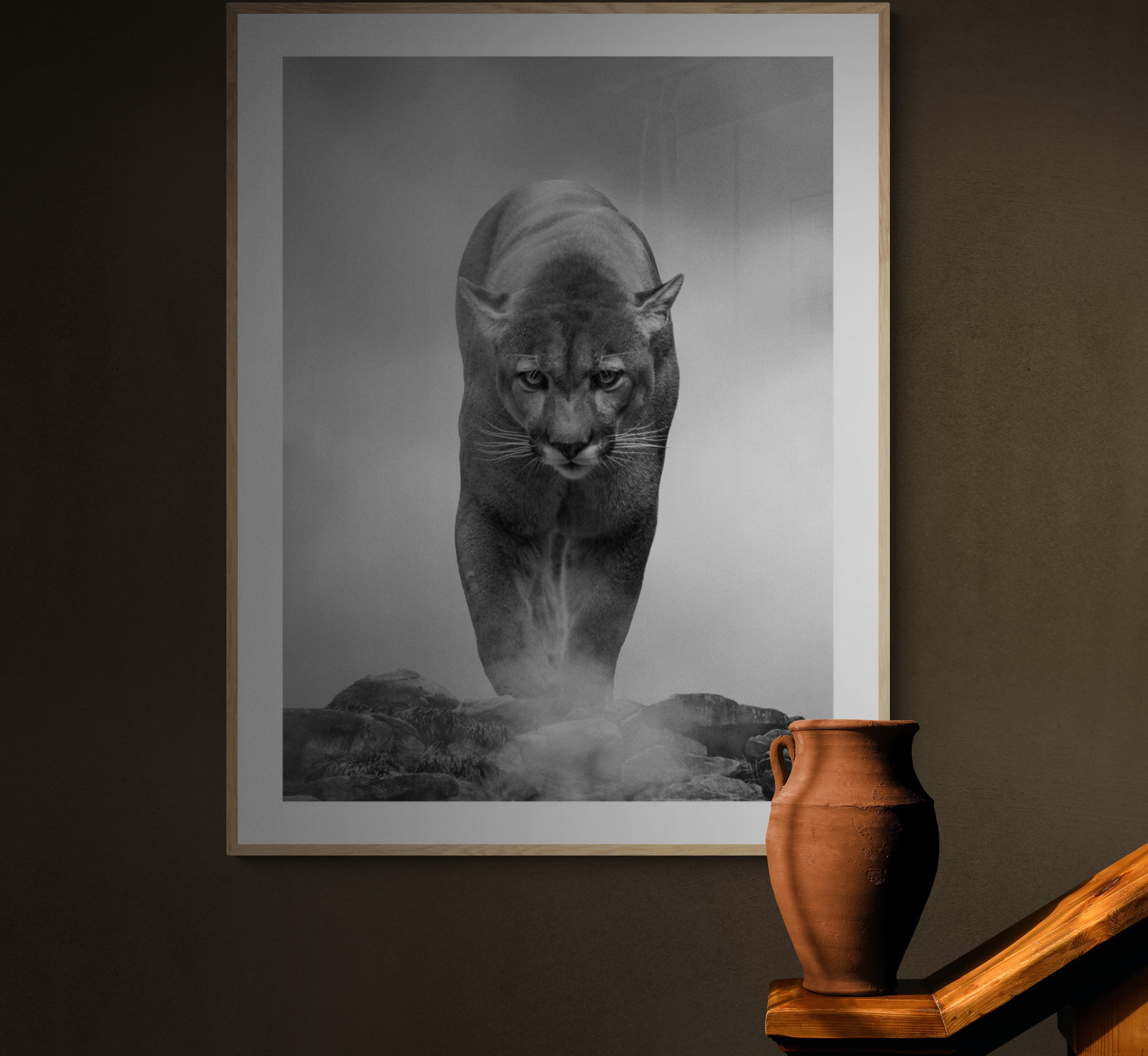 36x48 „King of the Mountain“, Schwarz-Weiß-Fotografie, Cougar, Berglöwe im Angebot 3
