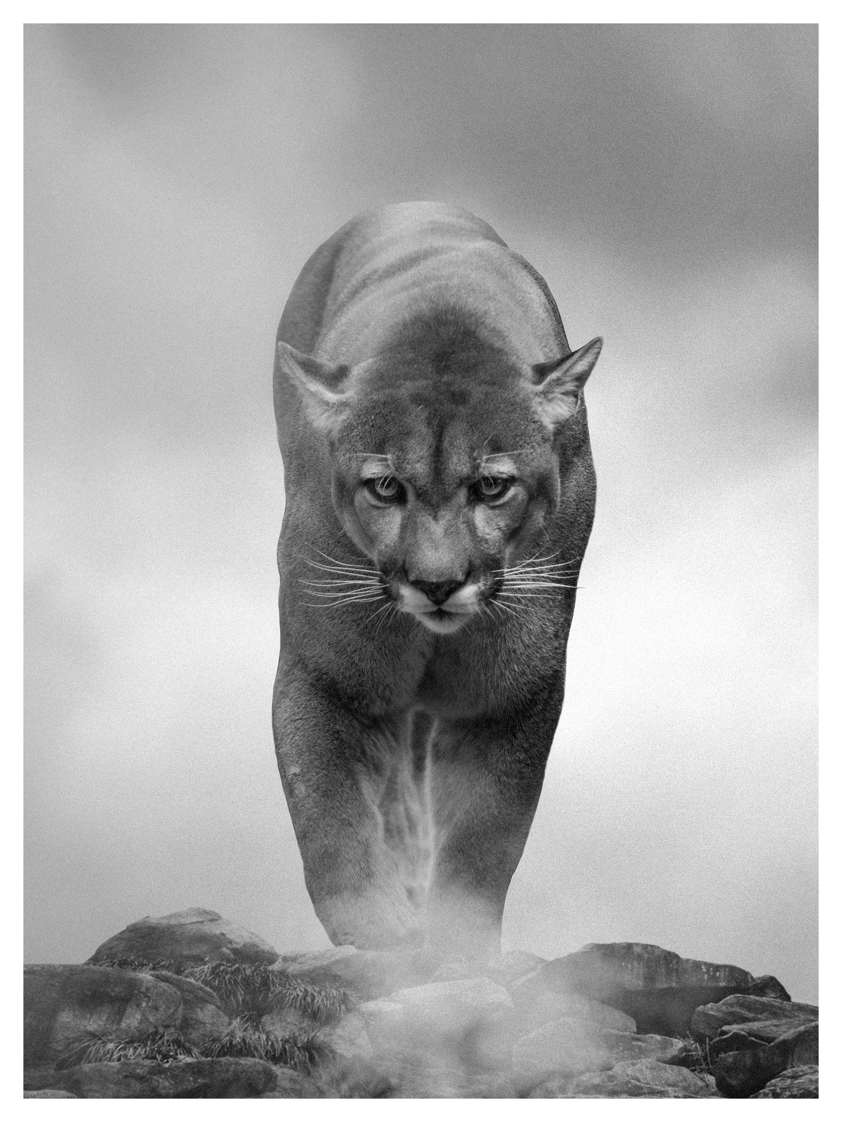 Animal Print Shane Russeck - 36x48 "King of the Mountain", photographie en noir et blanc, Cougar, lion de montagne