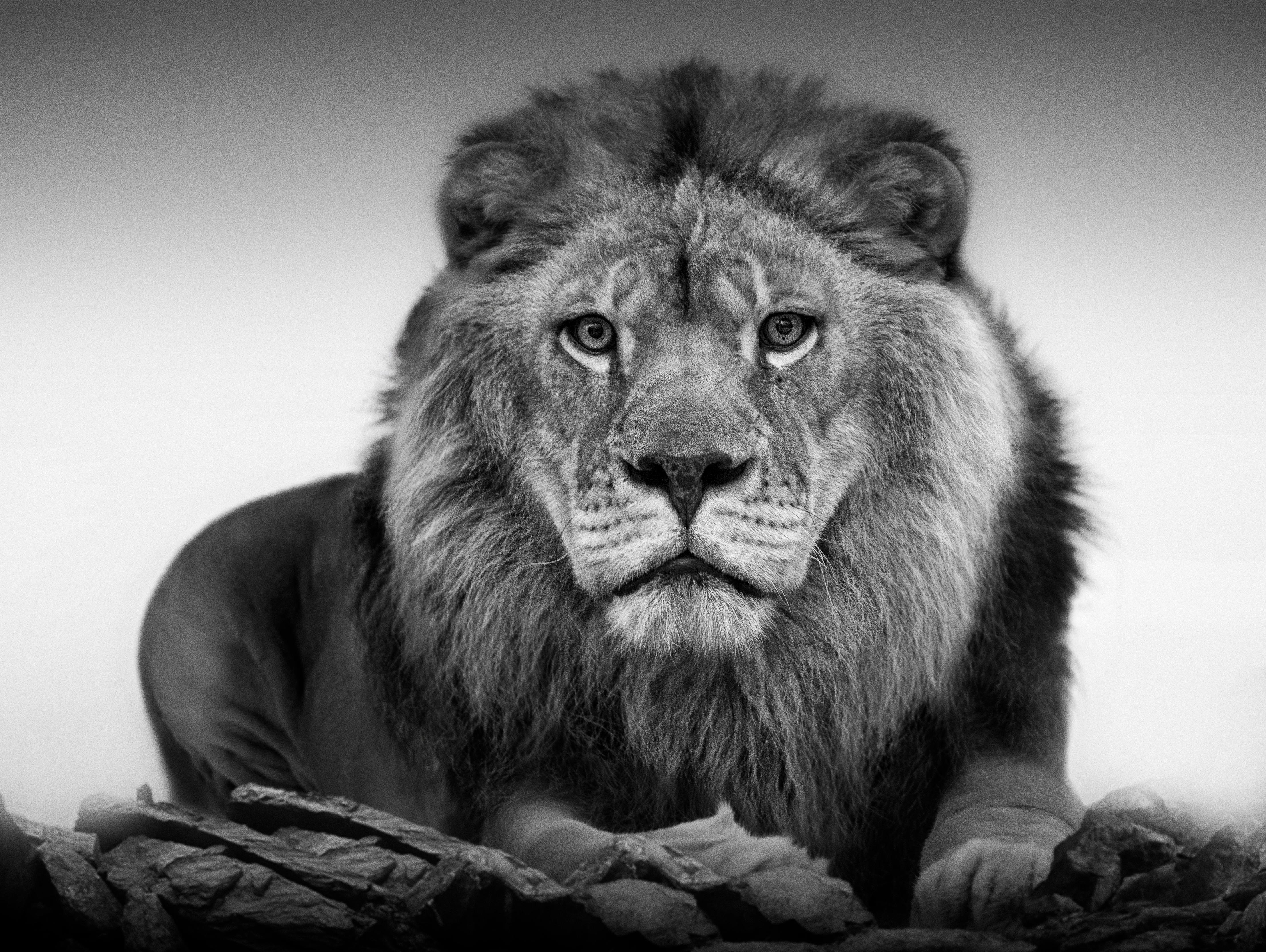 Black and White Photograph Shane Russeck - 36x48  "Portrait de lion", photographie de lion en noir et blanc  Photographie signée