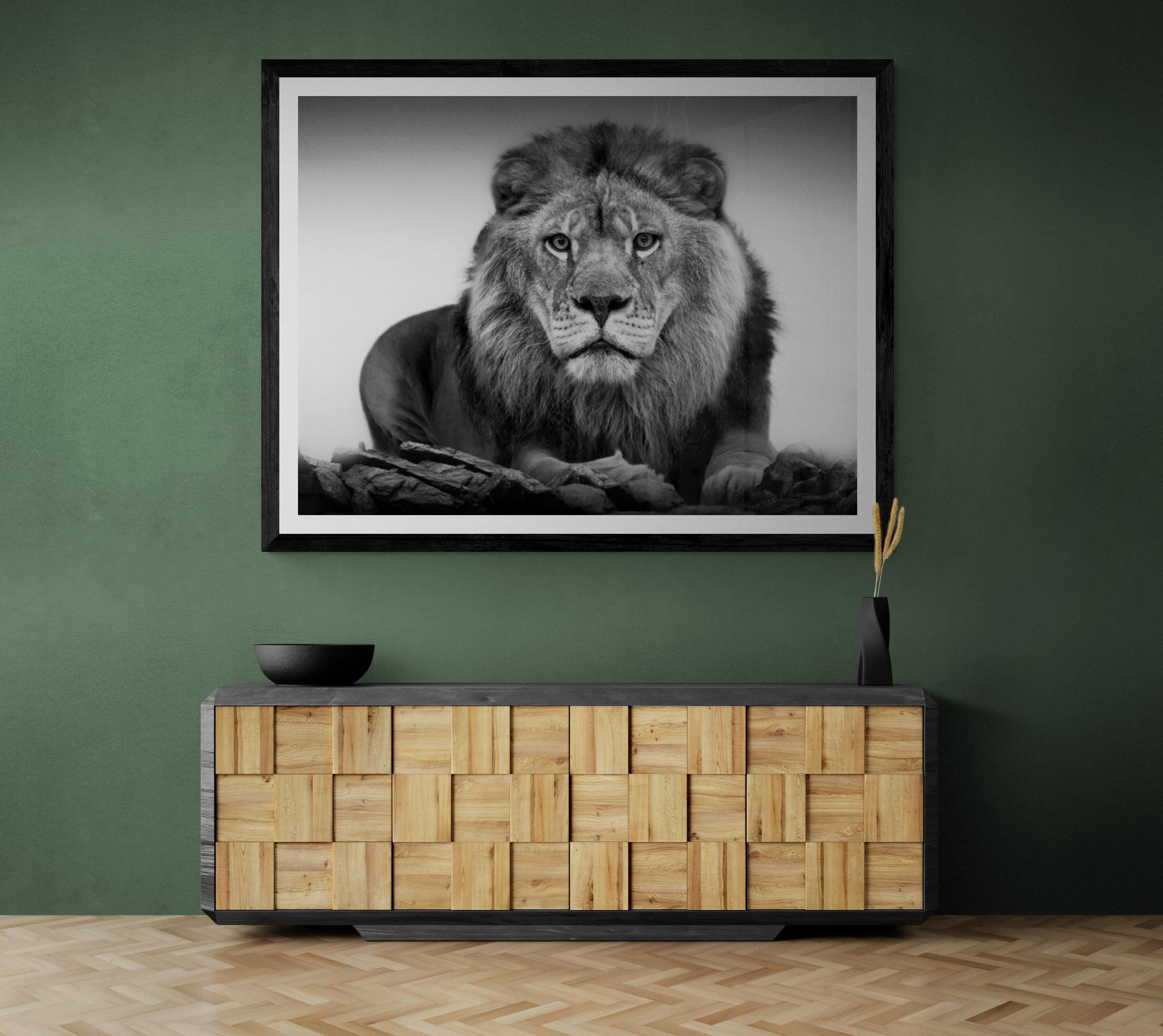 36x48 „Lion Portrait“ Schwarz-Weiß-Löwenfotografie, Fotografie Unsignierte Kunst – Print von Shane Russeck