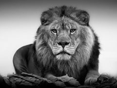 36x48 "Lion Portrait" Photographie de Lion en noir et blanc, Photographie Art non signée