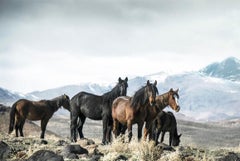 36x48 « Mountain Mustangs »  Photographie de chevaux sauvages, Art occidental  Non signé 