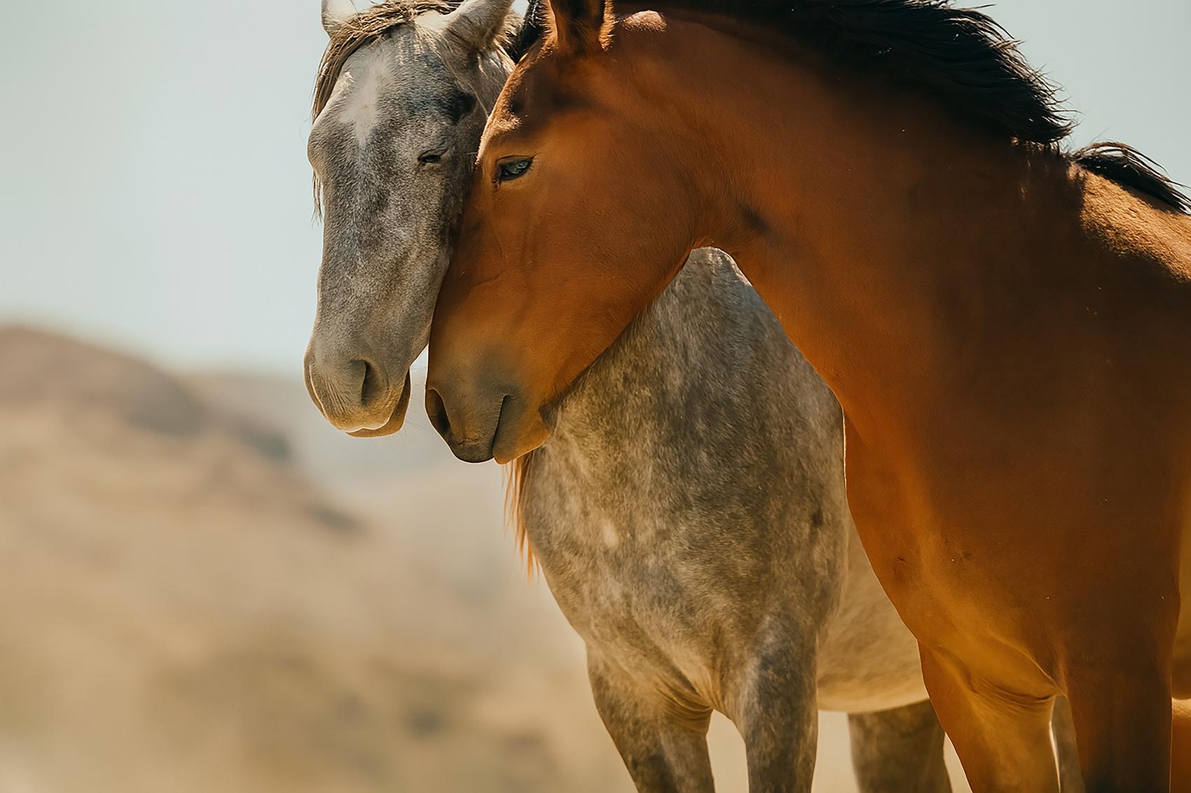 36x48 Photographie de chevaux sauvages Mustangs Photographie couleur non signée