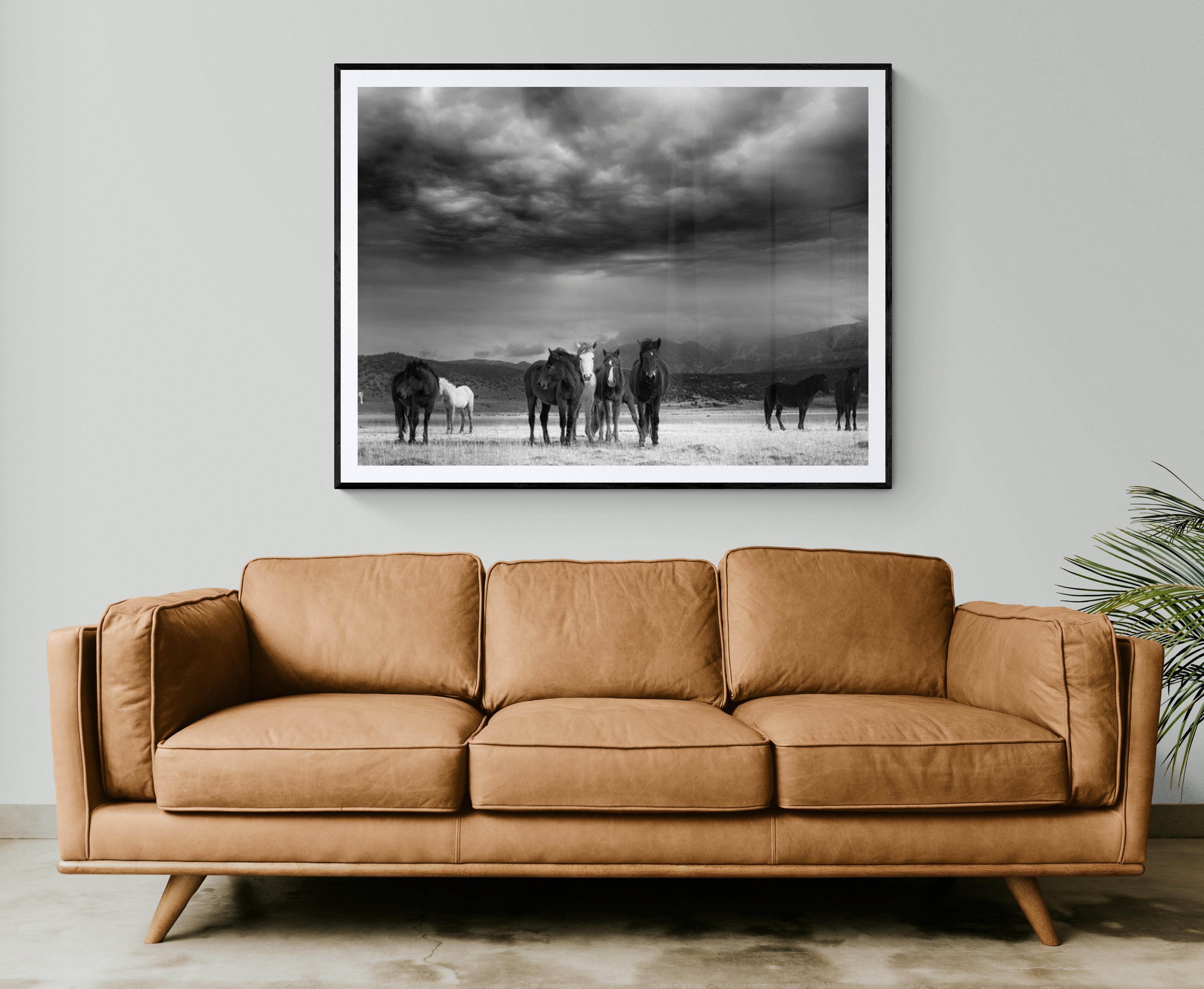 36x48 „Der Kalb“  Schwarz-Weiß-Fotografie von Wildpferden, Senf Fine Art  im Angebot 2