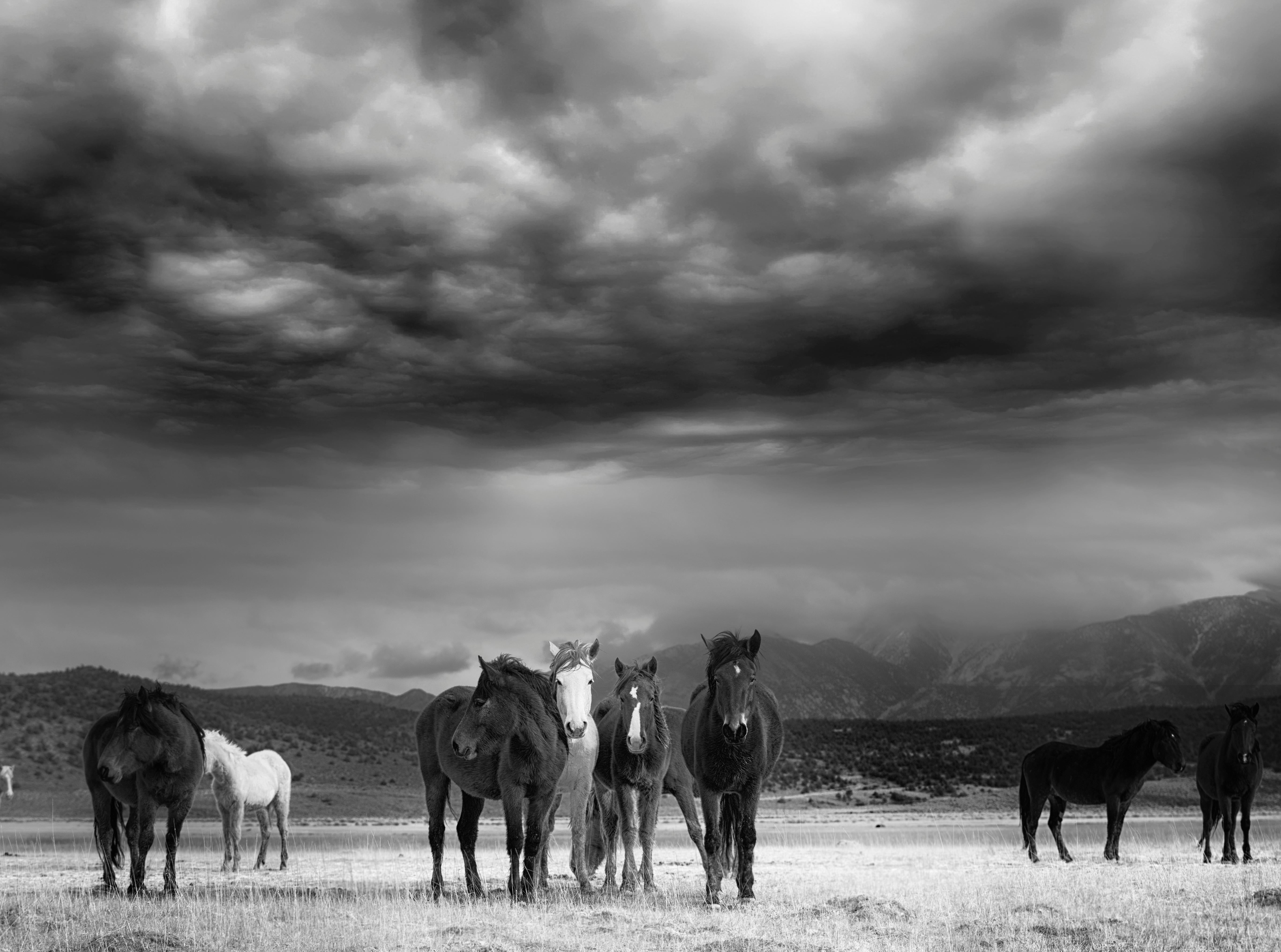 Shane Russeck Black and White Photograph – 36x48 "The Calm" Schwarz-Weiß-Fotografie von Wildpferden Mustangs  Vorzeichenlos