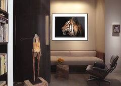 36x48 Tiger Photography Wildlife Art Photograph "Tiger Portrait" Unsigned Print