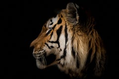 Photographie tigre 36x48 - Photographie d'art - Nature morte - Portrait de tigre - Beaux-arts
