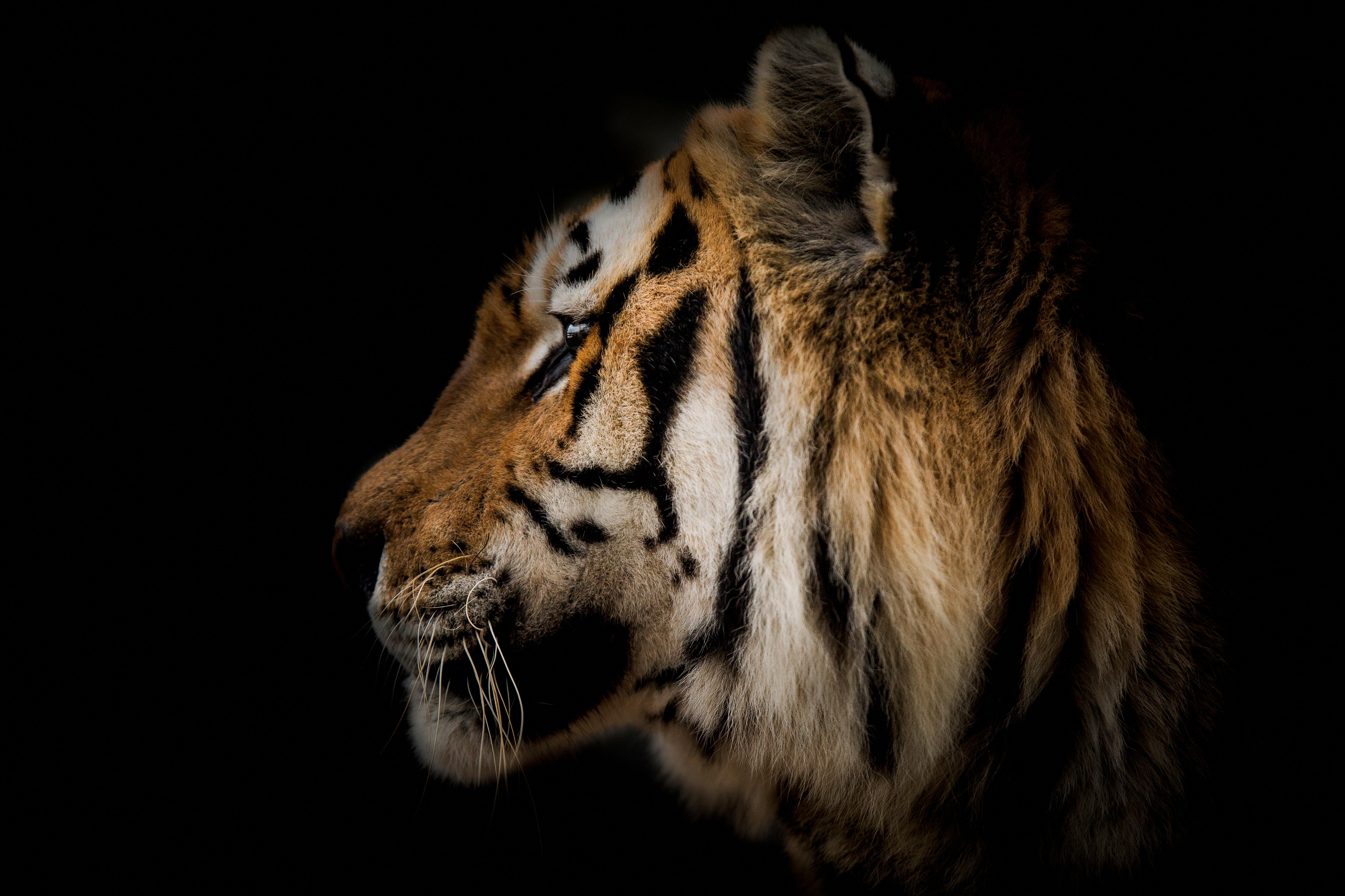 Shane Russeck Black and White Photograph – 36x48 Tigerfotografie Wildlife-Kunstfotografie „Tiger-Porträt“ Unsignierter Druck
