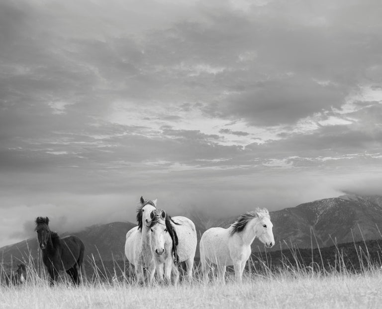 Shane Russeck 36x48 « White Mountain Mustangs » Photographie en