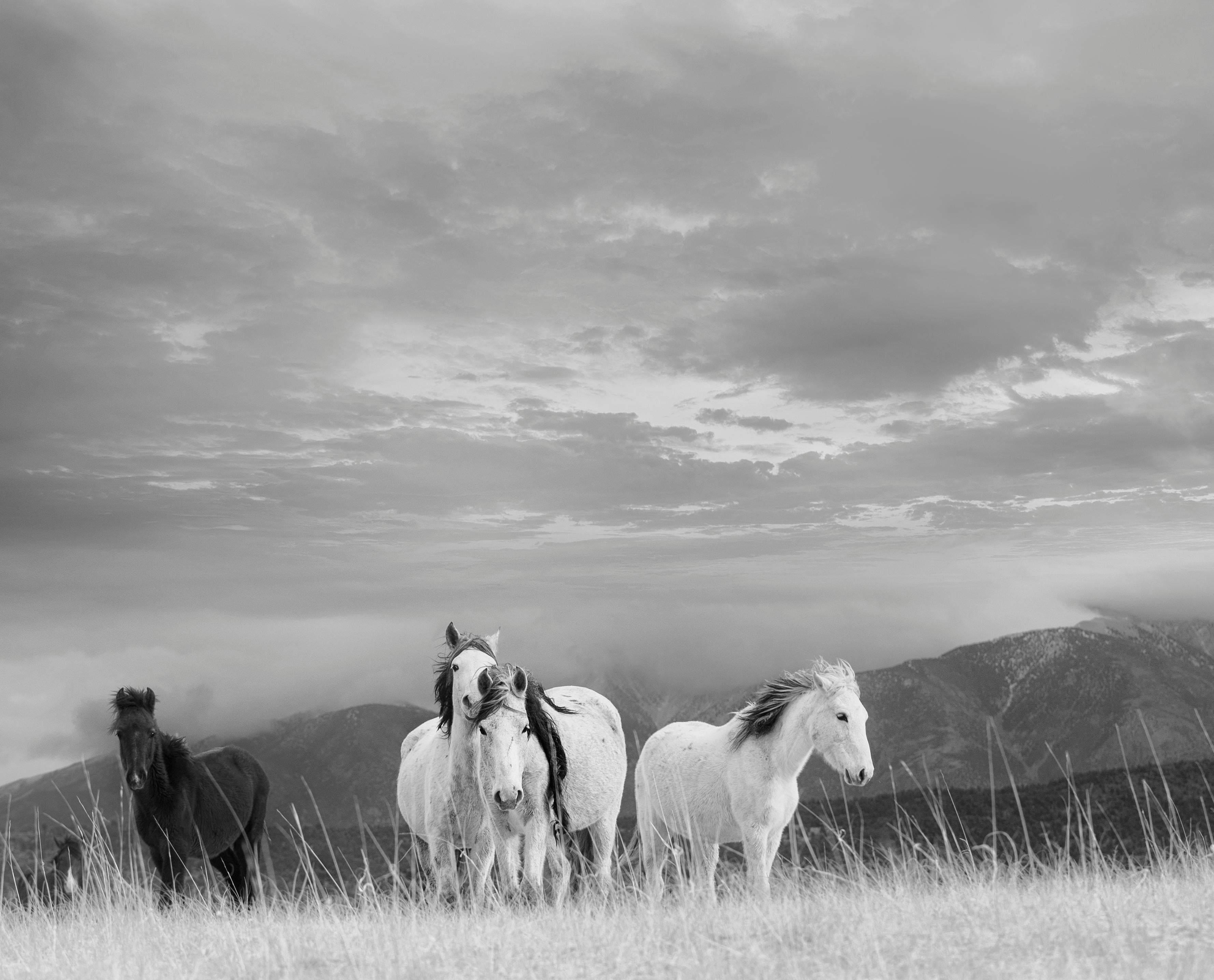 Animal Print Shane Russeck - 36x48 "White Mountain Mustangs" Photographie en noir et blanc Chevaux sauvages Non signé