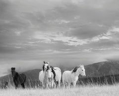 36x48 "White Mountain Mustangs" Photographie en noir et blanc Chevaux sauvages Non signé