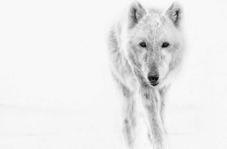 This is a contemporary black and white photograph of a wolf by Shane Russeck
36 x 48 Edition
Unsigned test print 
Printed on Archival Luster Paper
Framing available. Inquire for rates. 

 Shane Russeck has built a reputation for capturing America's