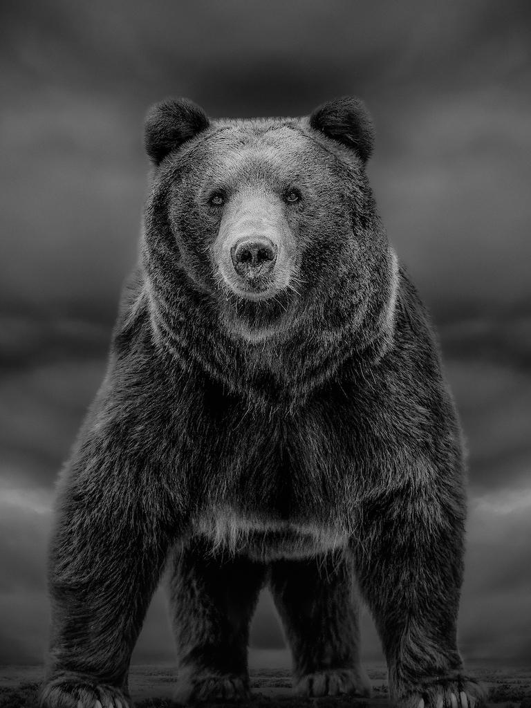 Black and White Photograph Shane Russeck - 40x28 " Temps comme ceux-ci "  Photographie d'ours noir et blanc, art brun 