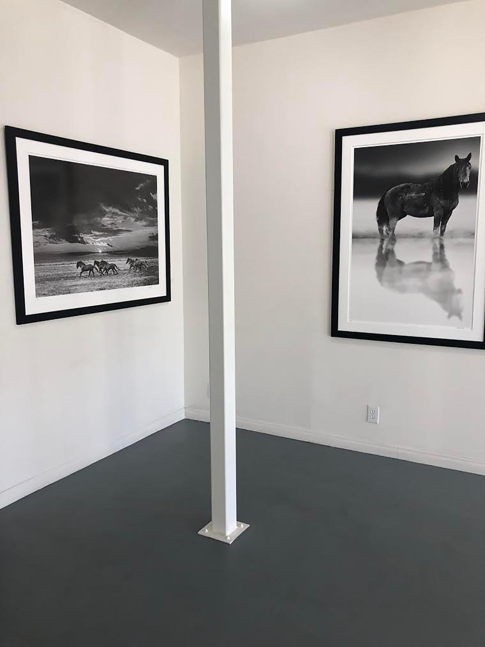 Il s'agit d'une photographie contemporaine en noir et blanc de Mustangs sauvages de Californie du Nord. 
