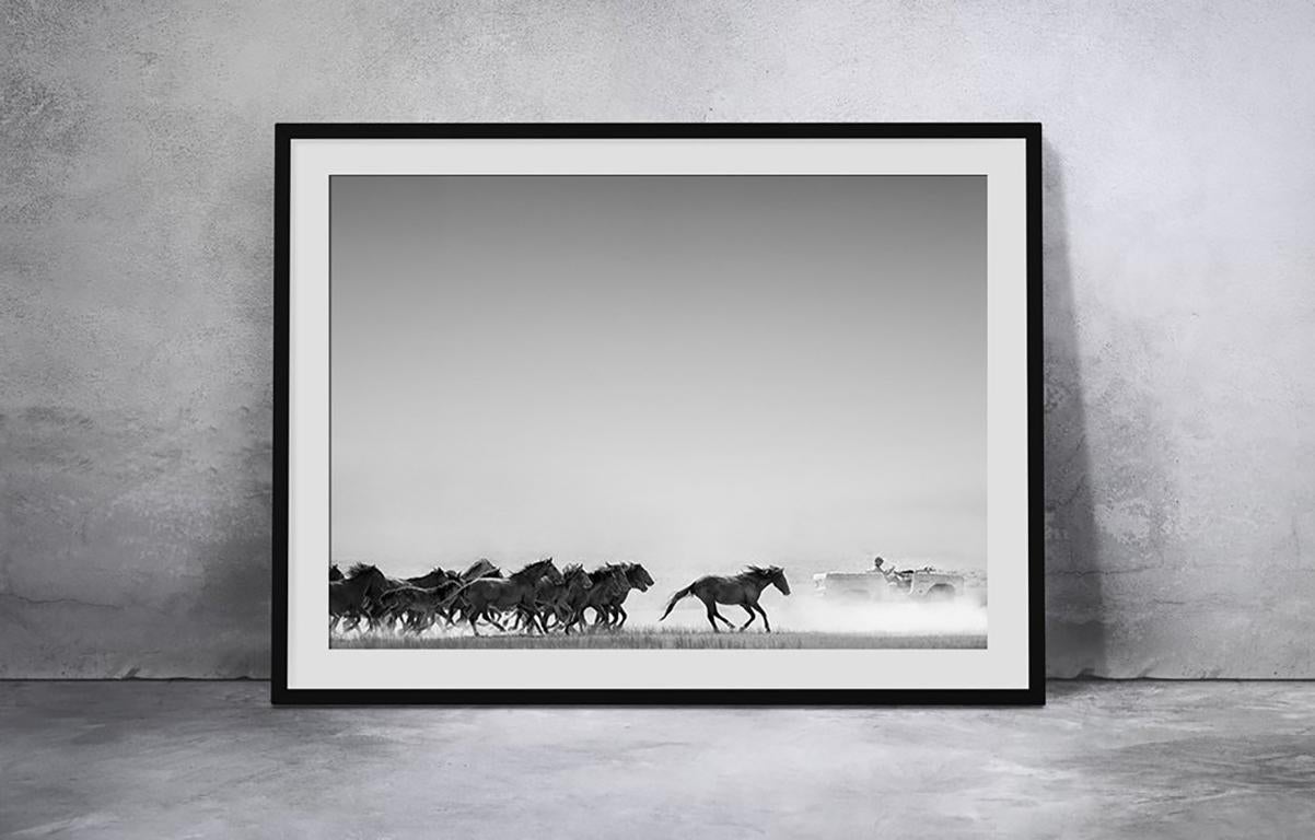40x60 AMERICAN HORSE POWER B&W Photography Wild Horses Mustangs FORD BRONCO  2