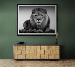 40x60 Lion Portrait, Black and White Lion Photography Photograph Signed Art
