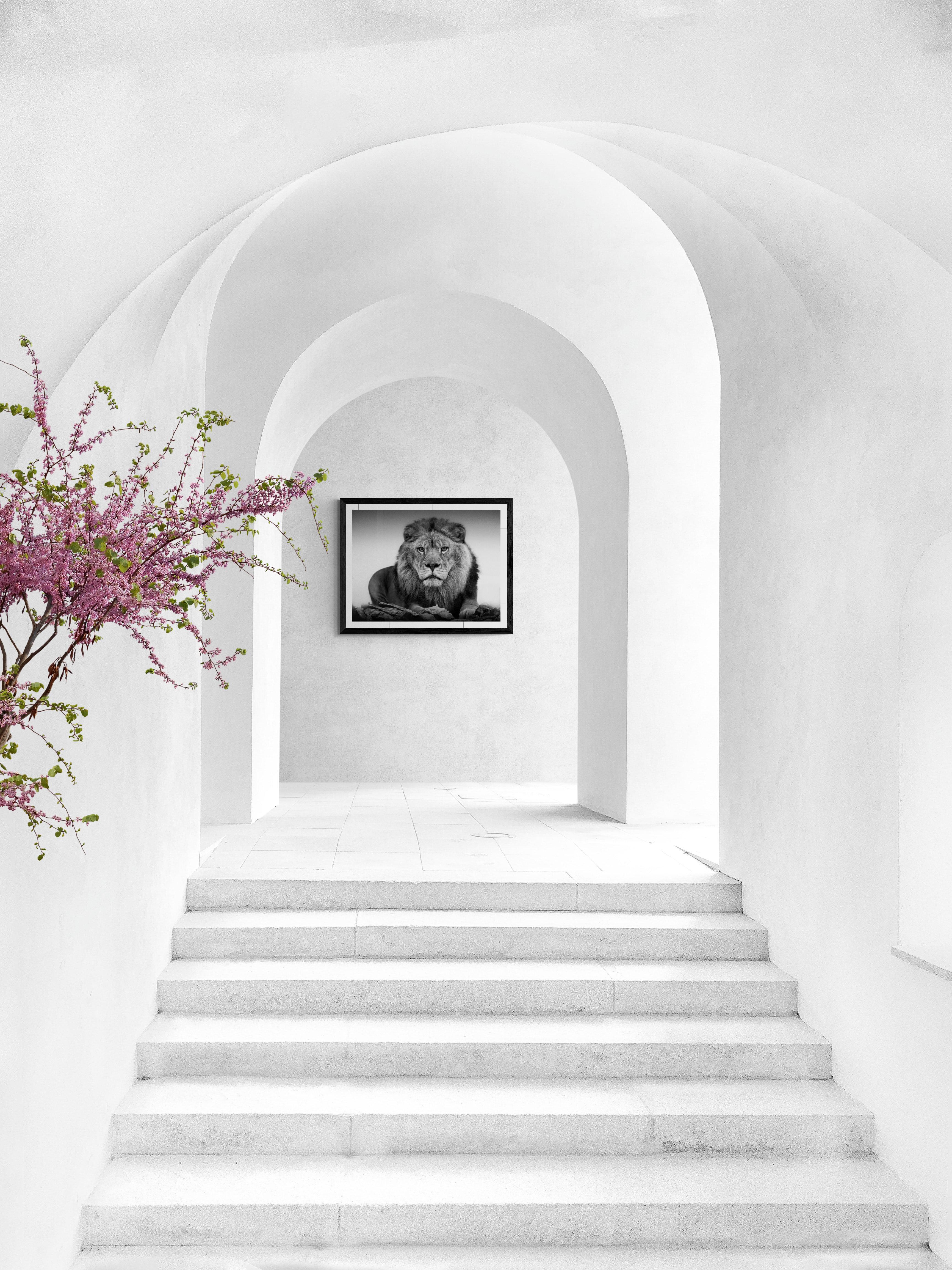 40x60 Ritratto di Leone,  Fotografia di leone in bianco e nero Non firmata in vendita 3