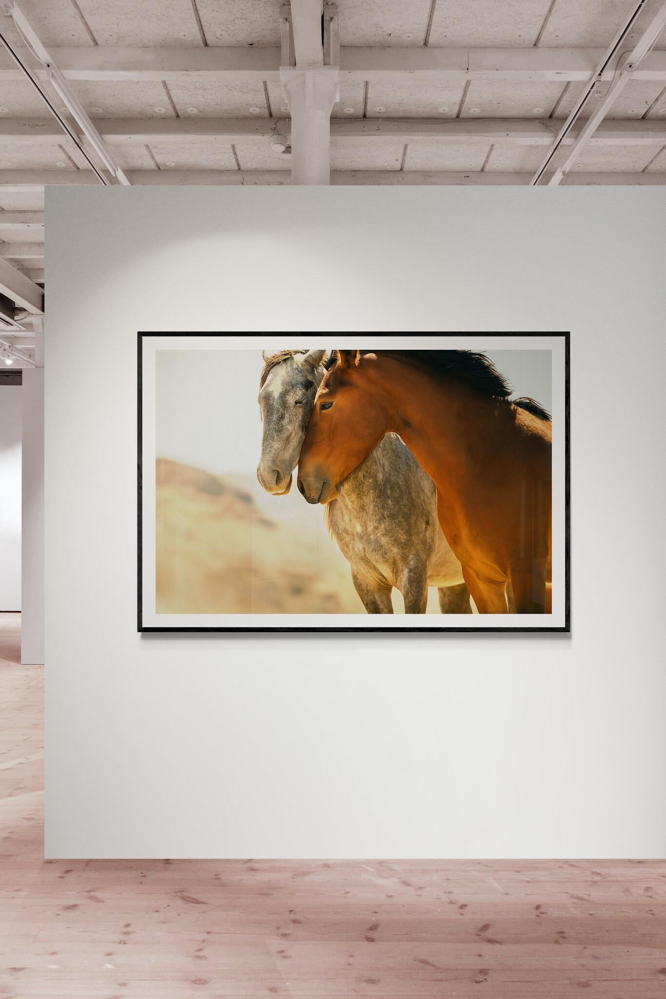 Il s'agit d'une photographie couleur contemporaine des mustangs sauvages de Californie du Nord. 
CETTE IMAGE EN COULEUR EST UNE EXCLUSIVITÉ 1STDIBS
