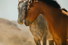 40x60 Fotografia di cavalli selvaggi Mustangs Fotografia a colori non firmata