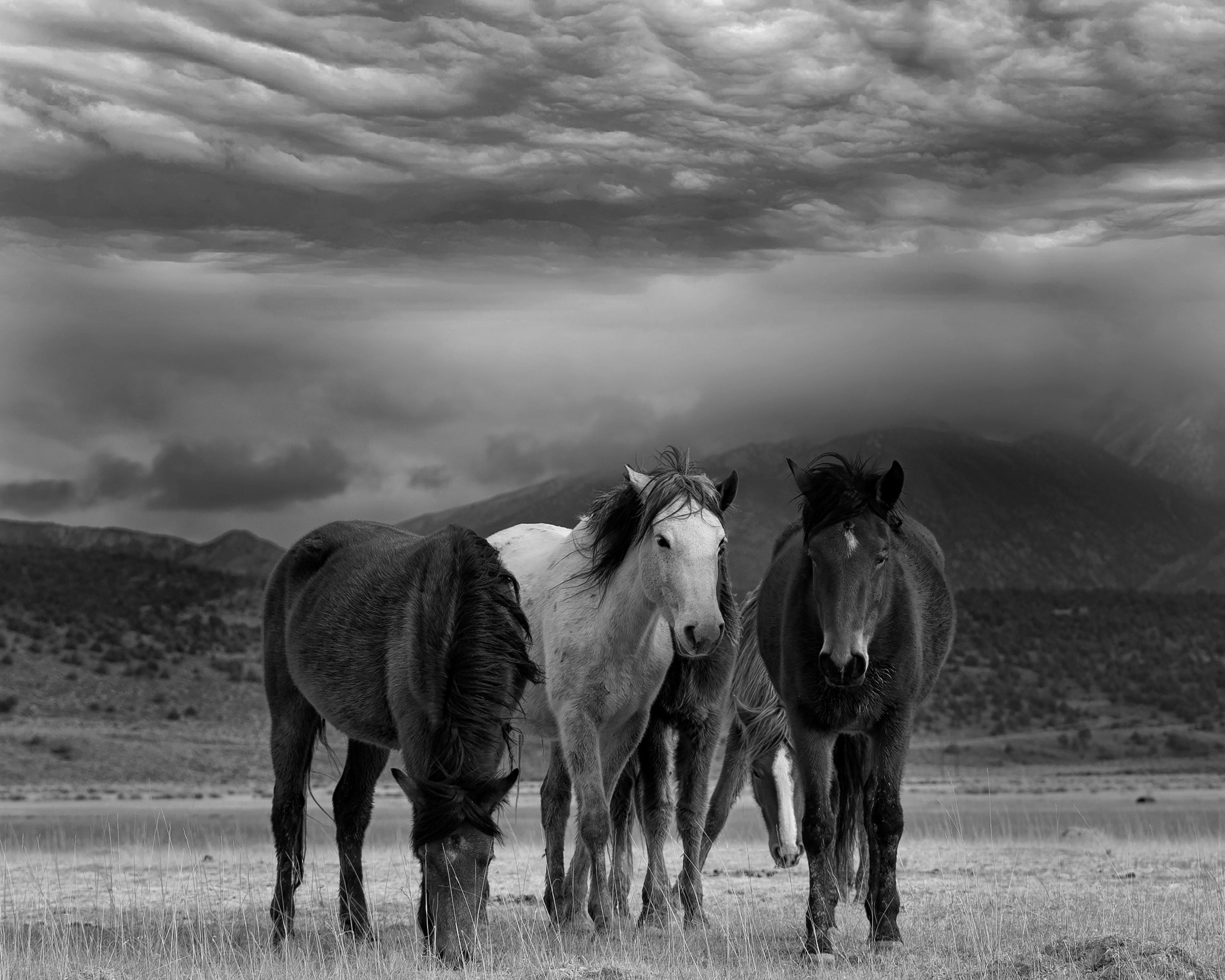 Shane Russeck Black and White Photograph – 45x60 Staub und Pferde  Schwarz-Weiß-Fotografie Wildpferde Senfschalen Unsigniert