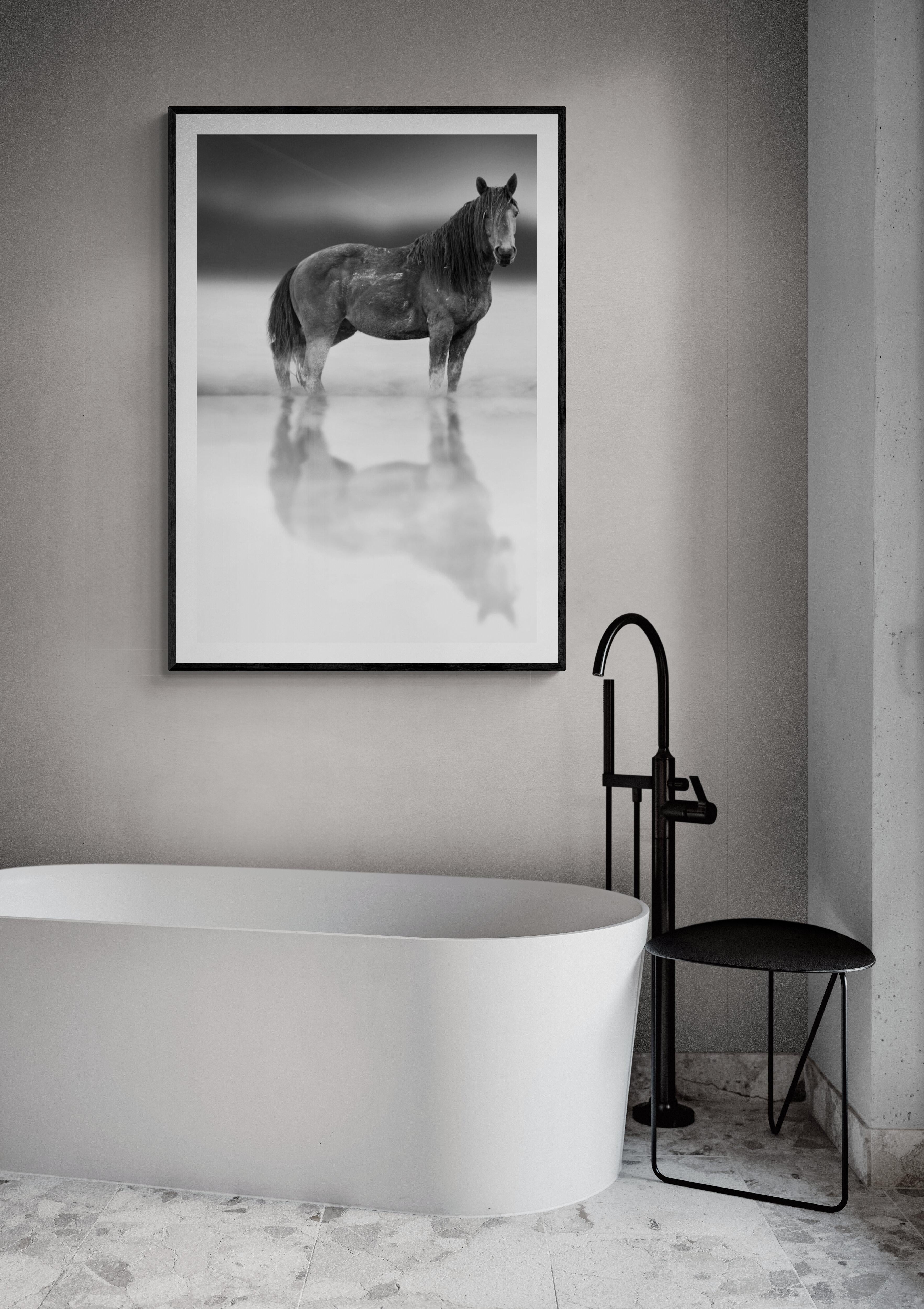 48x36 Black and White Photography Wild Horses Mustang Unsigned Horse Mustangs 2