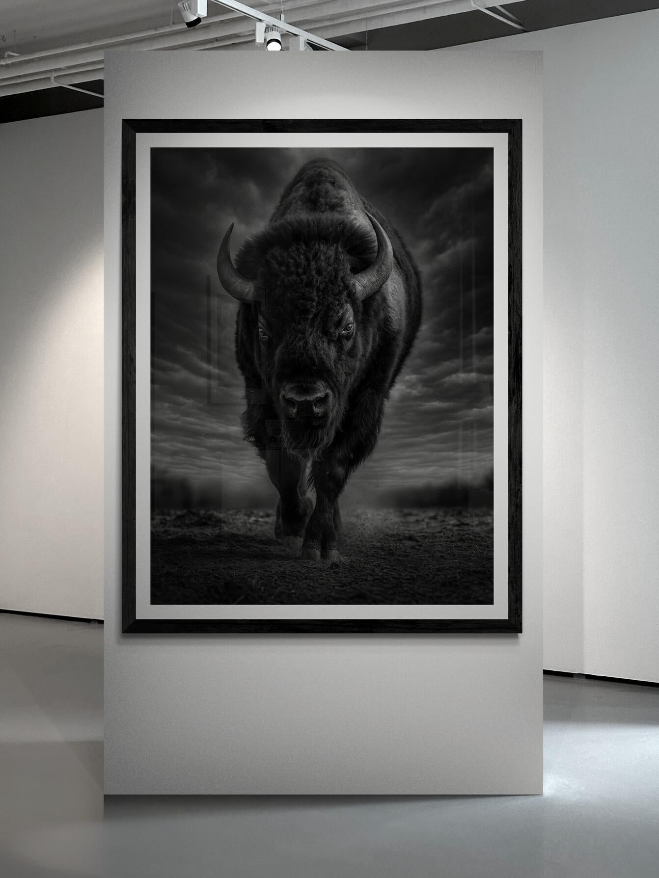 48x36 Photographie Noir et Blanc Bison  