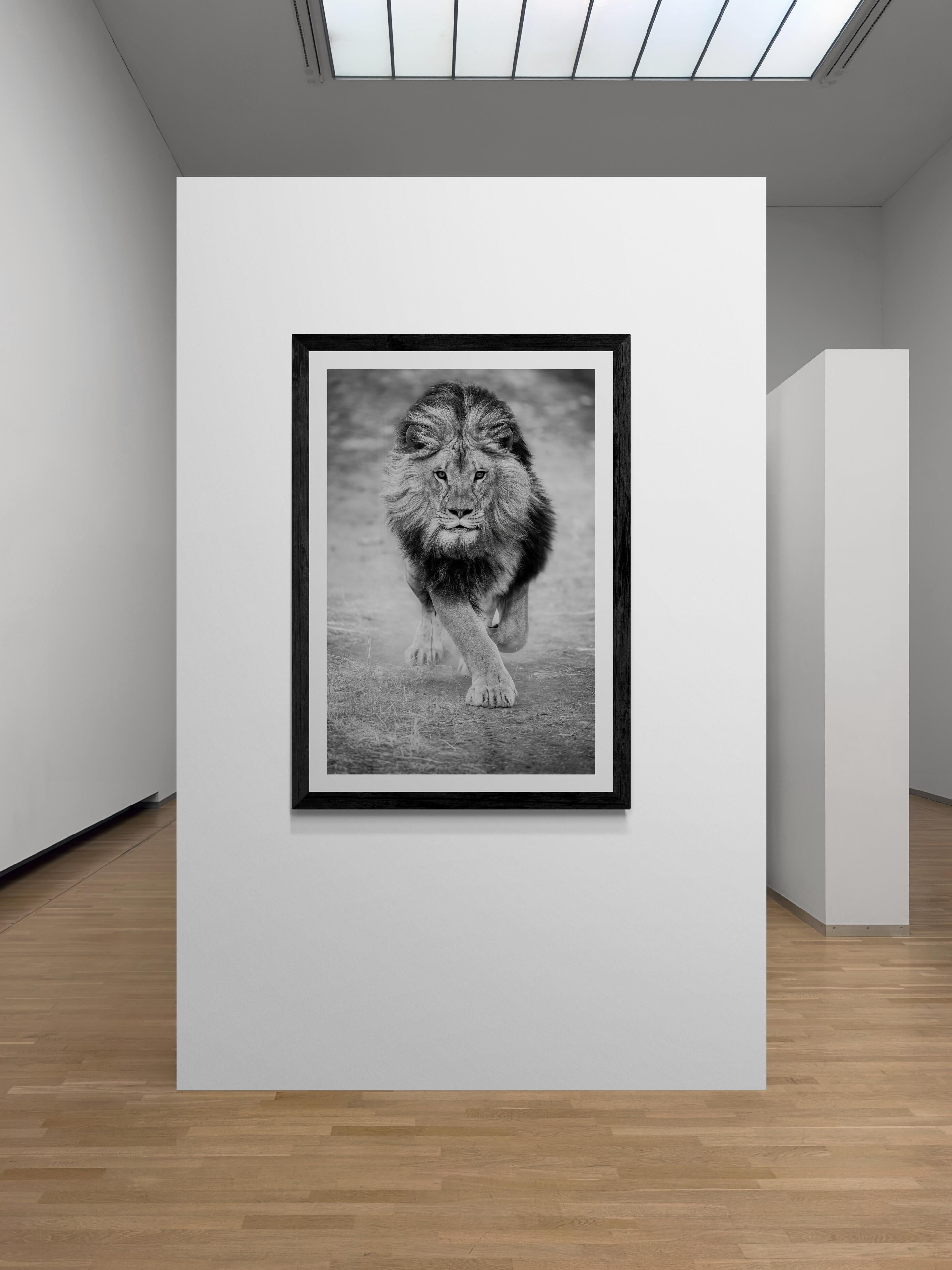 Il s'agit d'une photographie contemporaine d'un lion d'Afrique prise par Shane Russeck.
Il s'agit de la version non recadrée de Panthera Lea. 
50x40 
Édition non signée
Imprimé sur papier lustré d'archivage.  

Shane Russeck s'est forgé une