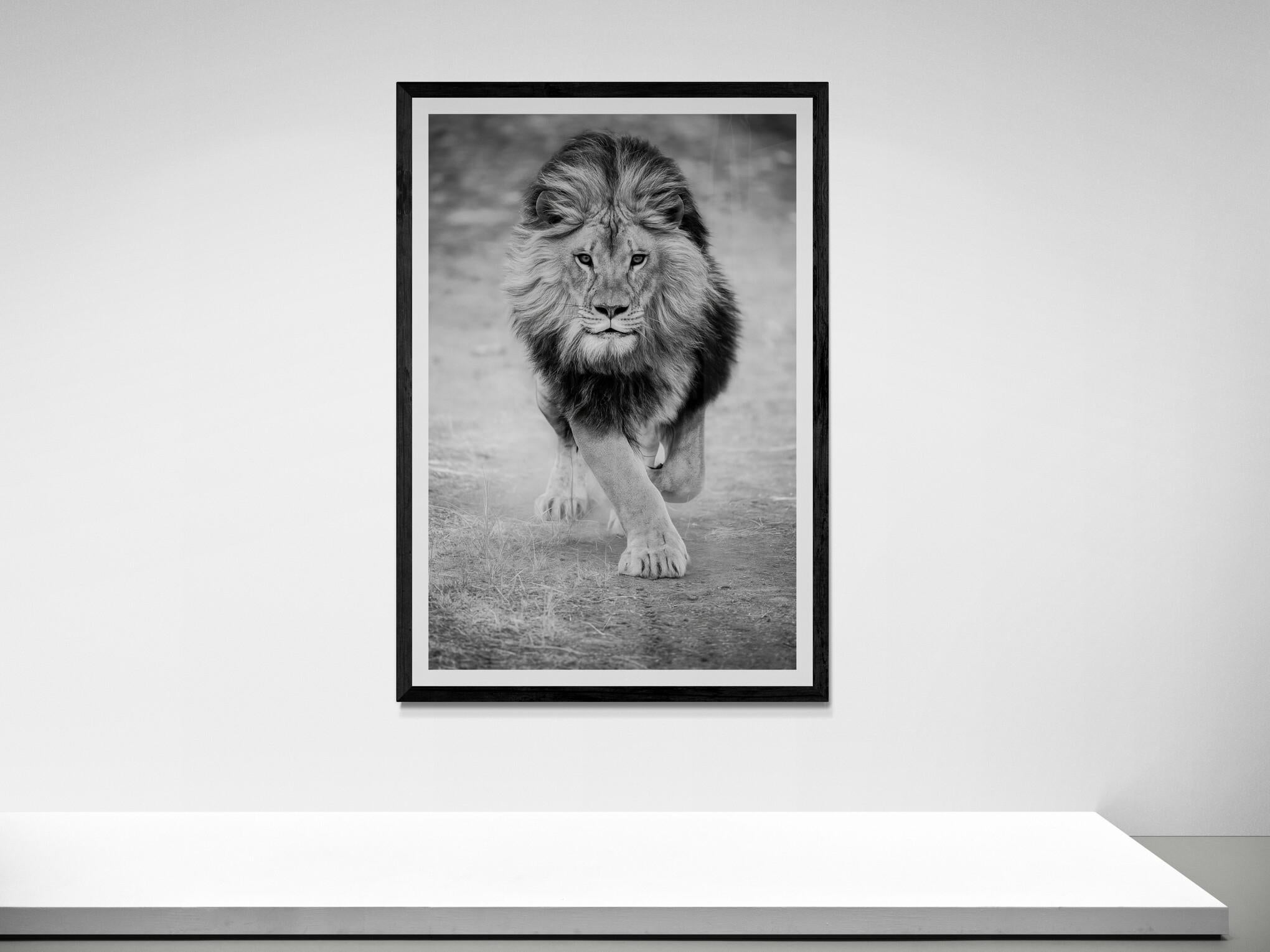 Questa è una fotografia contemporanea di un leone africano scattata da Shane Russeck.
Questa è la versione non croppata di Panthera Lea. 
50x40 
Edtiton di 12
Firmato e numerato dall'artista
Stampato su carta Archival Luster.  

Shane Russeck si è