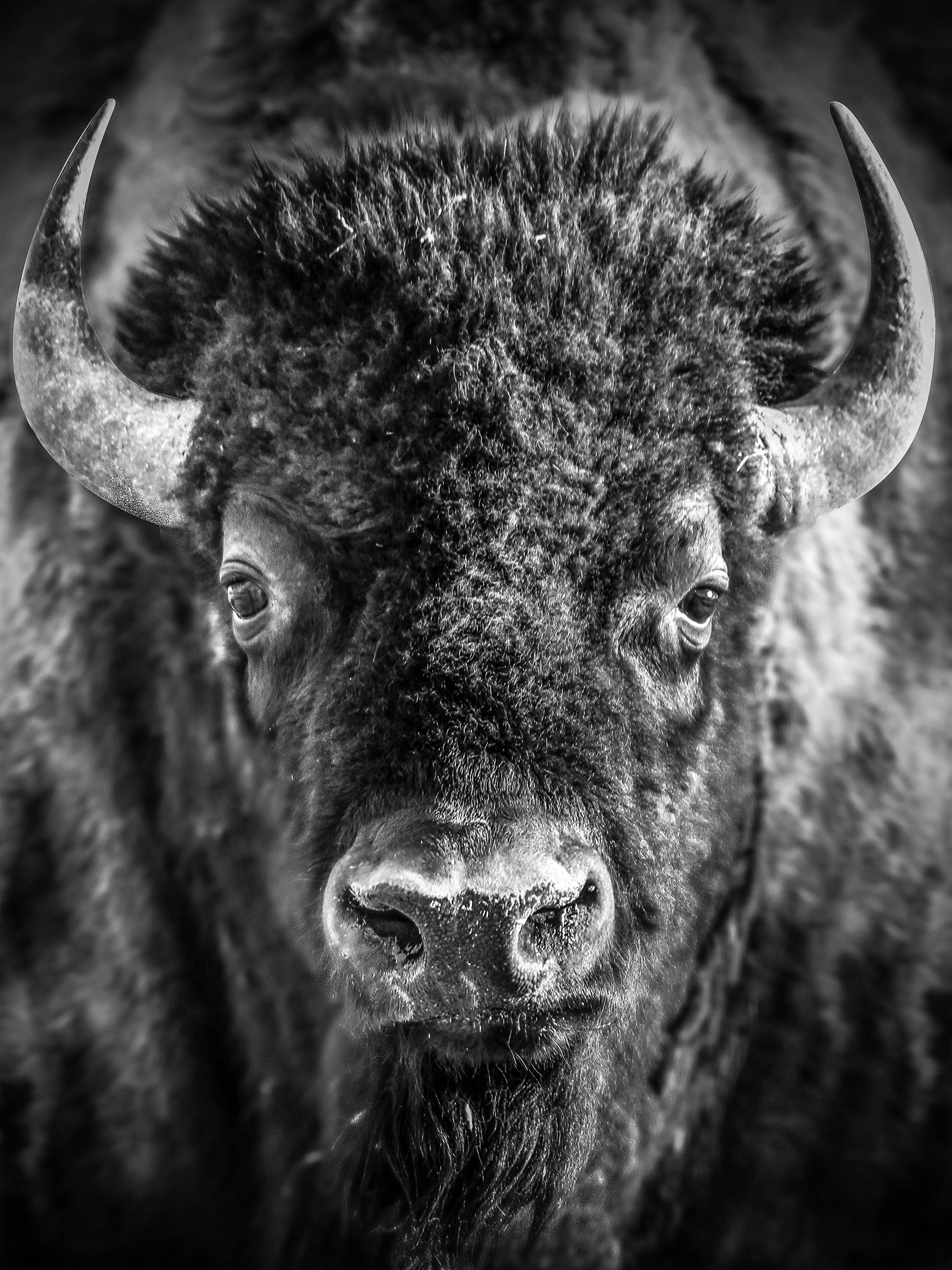 Black and White Photograph Shane Russeck - 60x40 " Portraitison Portrait "  Impression d'œuvres d'art Bison Buffalo en noir et blanc