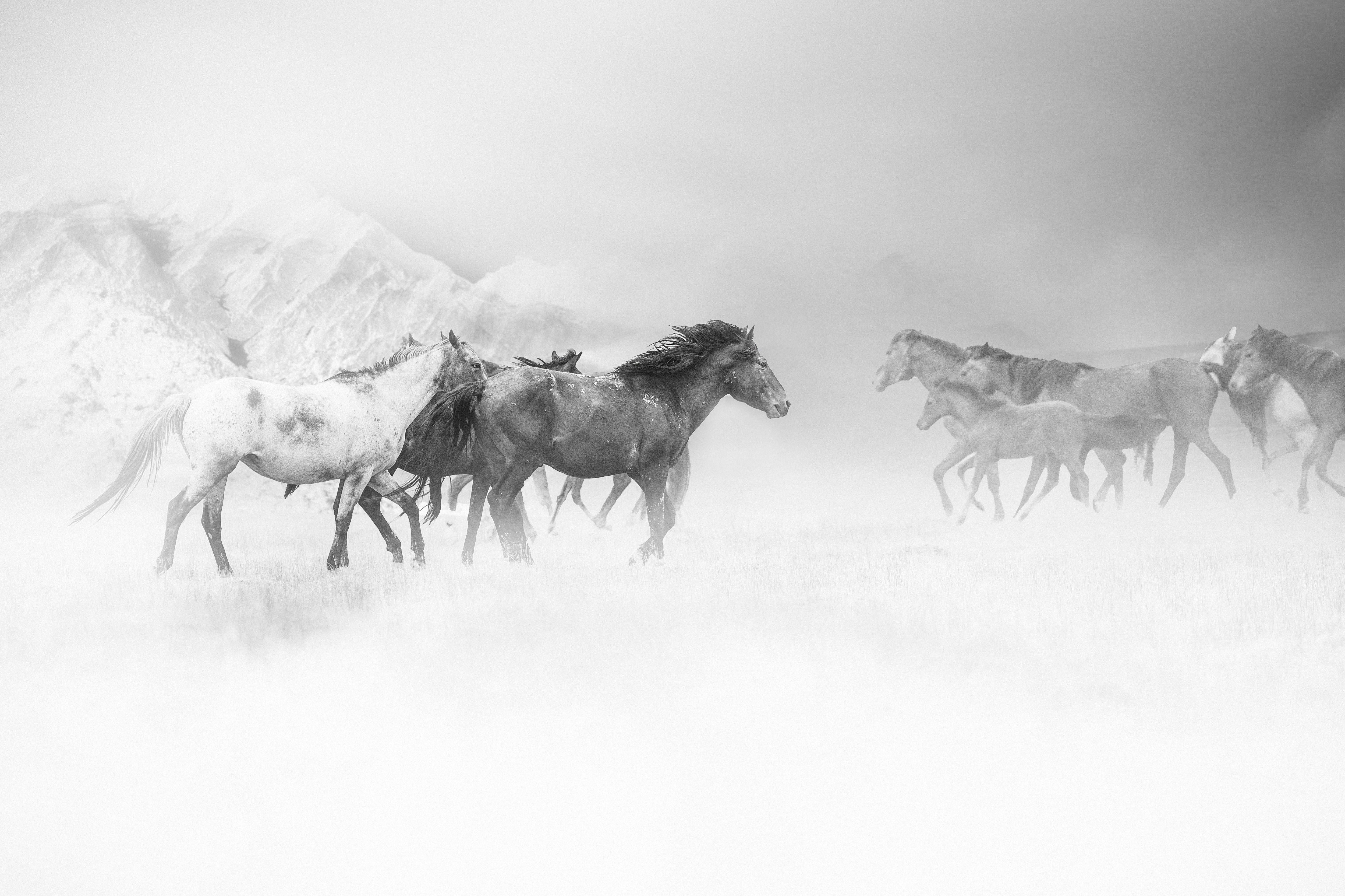 Animal Print Shane Russeck - « From the Fog » (De la broche)  Photographie - Noir et blanc - Chevaux sauvages moutons 