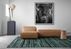60x45 "Bison Portrait"  Black & White Photography Bison Buffalo Fine Art Print