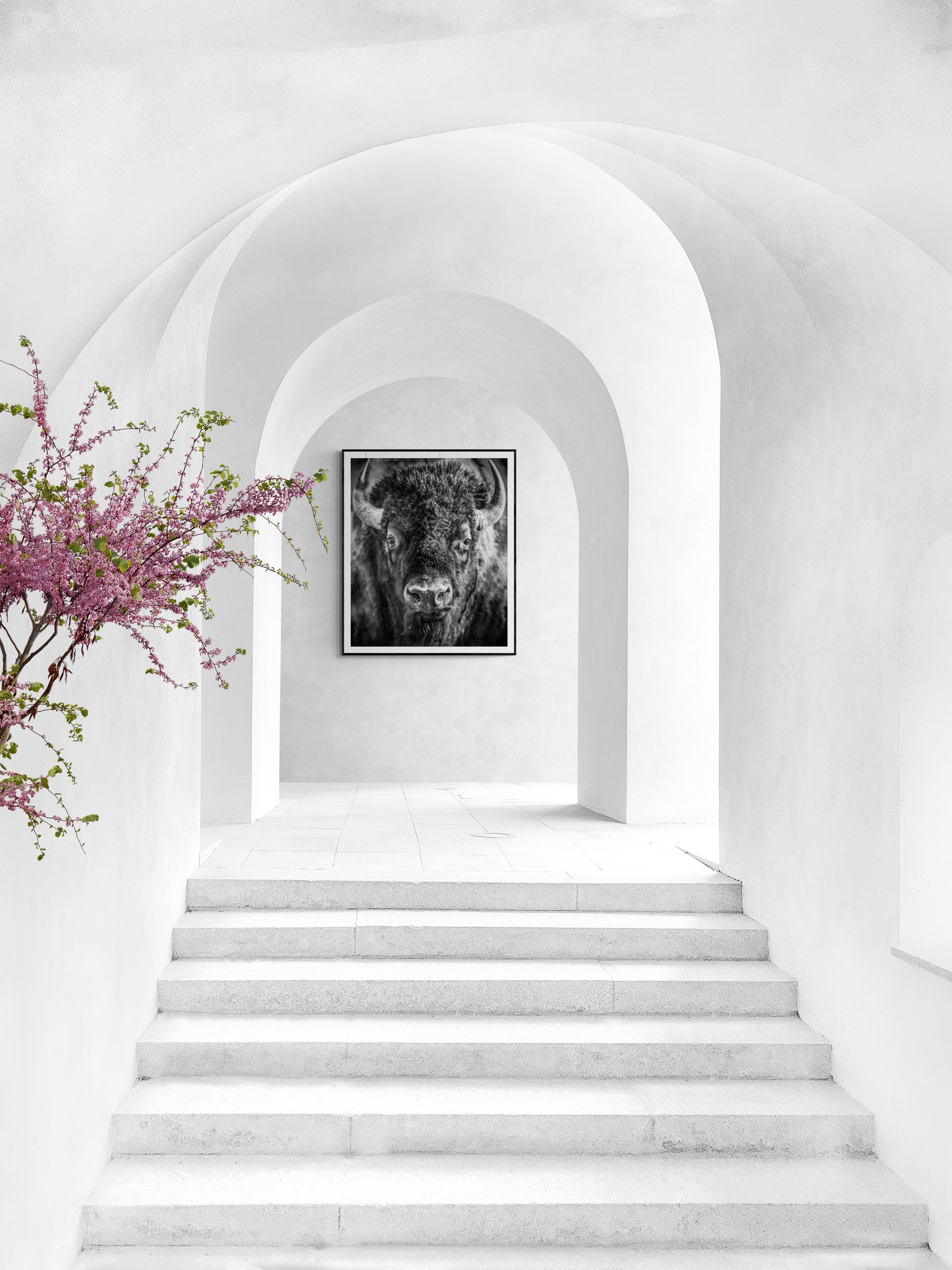 60x45 „Bison Portrait“  Schwarz-Weiß-Fotografie Bison Buffalo Fine Art Print 2