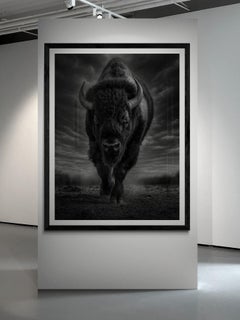 64x48 Black & White Bison Photography Print  "The Beast" Buffalo Unsigned Print