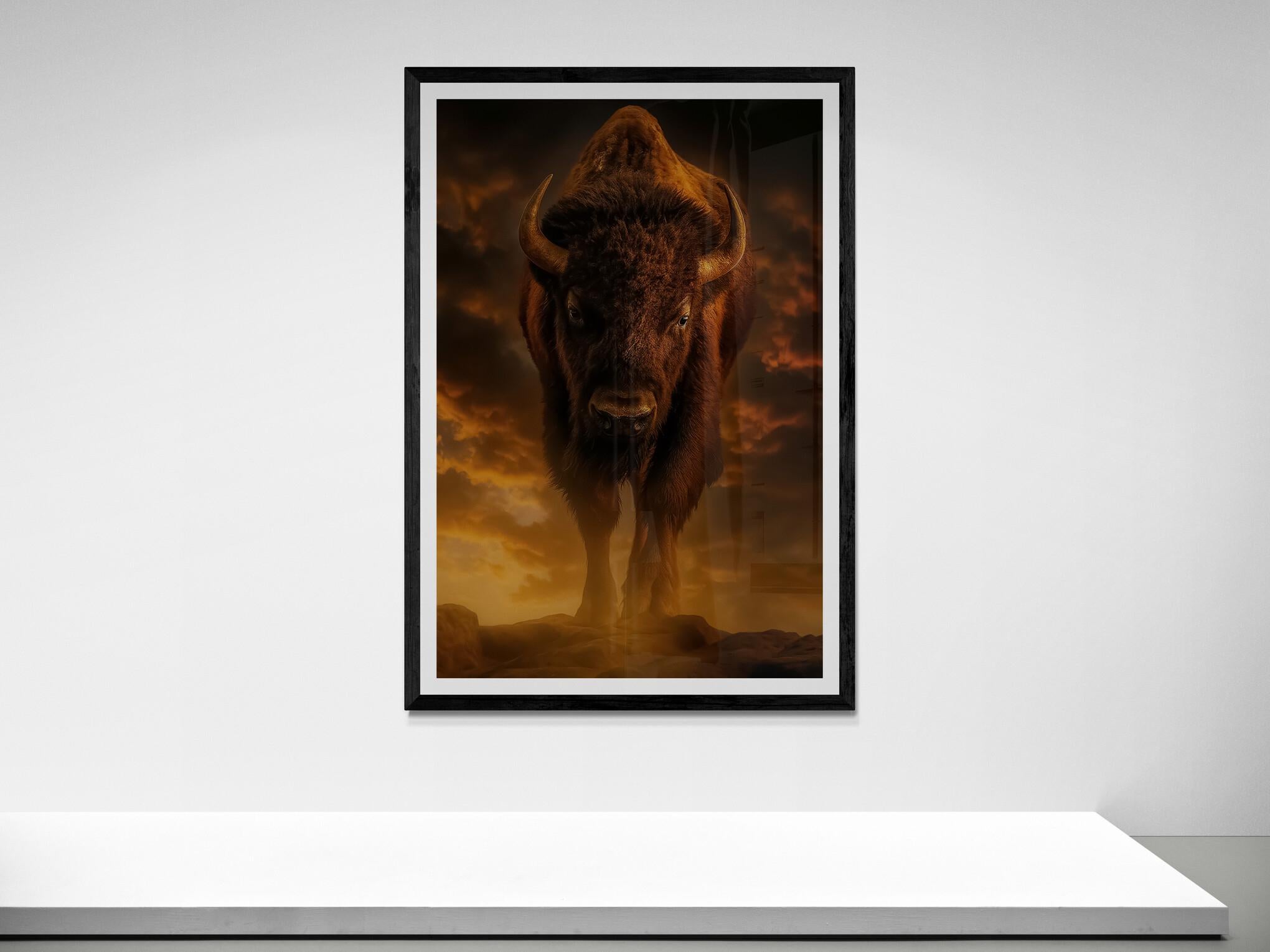 This is a contemporary photograph of an North American Bison shot by Shane Russeck
Color edition - 1stDis Exclusive 
64x48 
Edtiton of 10
Signed and numered by the artist
Printed on Archival  Luster paper.  

Shane Russeck has built a reputation for
