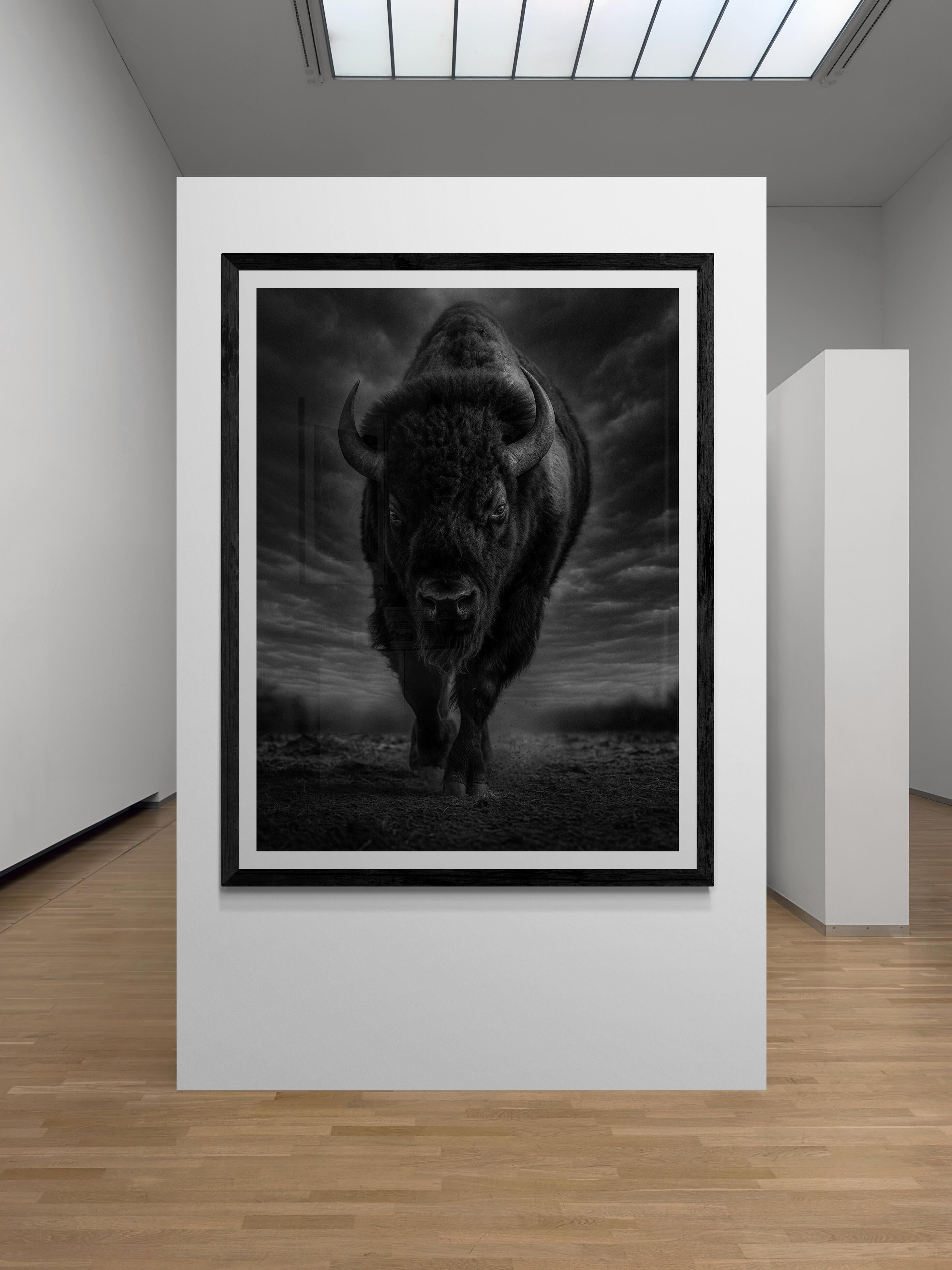 64x48 Black & White Bison Photography Print  