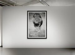 64x48 Black & White Lion Photography Print  "Panthera Leo"  1stDibs Exclusive