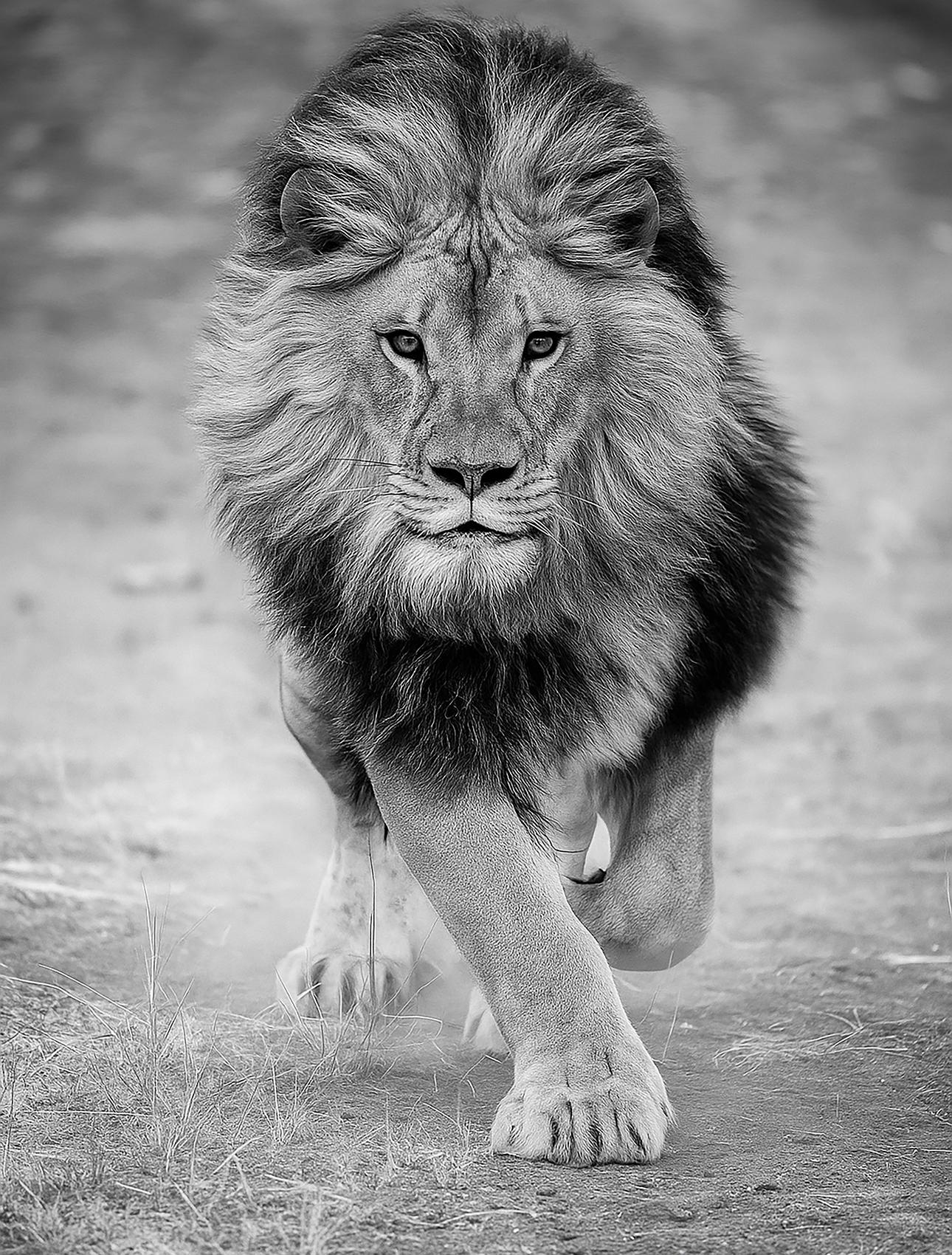 64x48 Black
White Lion Photography Print "Panthera Leo" 1stDibs Exclusive
