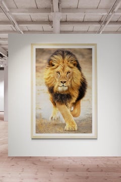 64x48 Color Lion Photography Print  "Panthera Leo" Photograph 1stDibs Exclusive