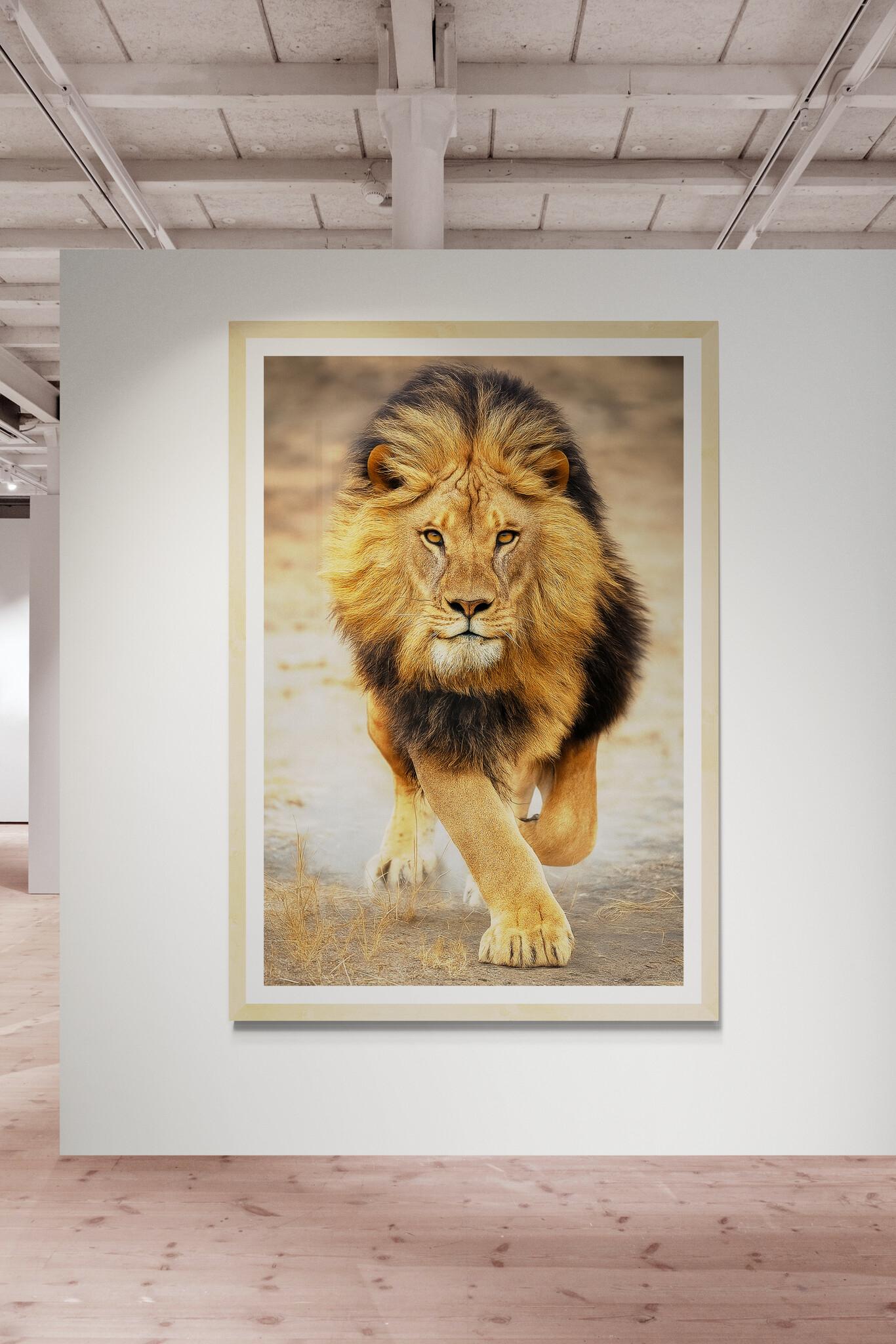 64x48 Color Lion Photography Print  