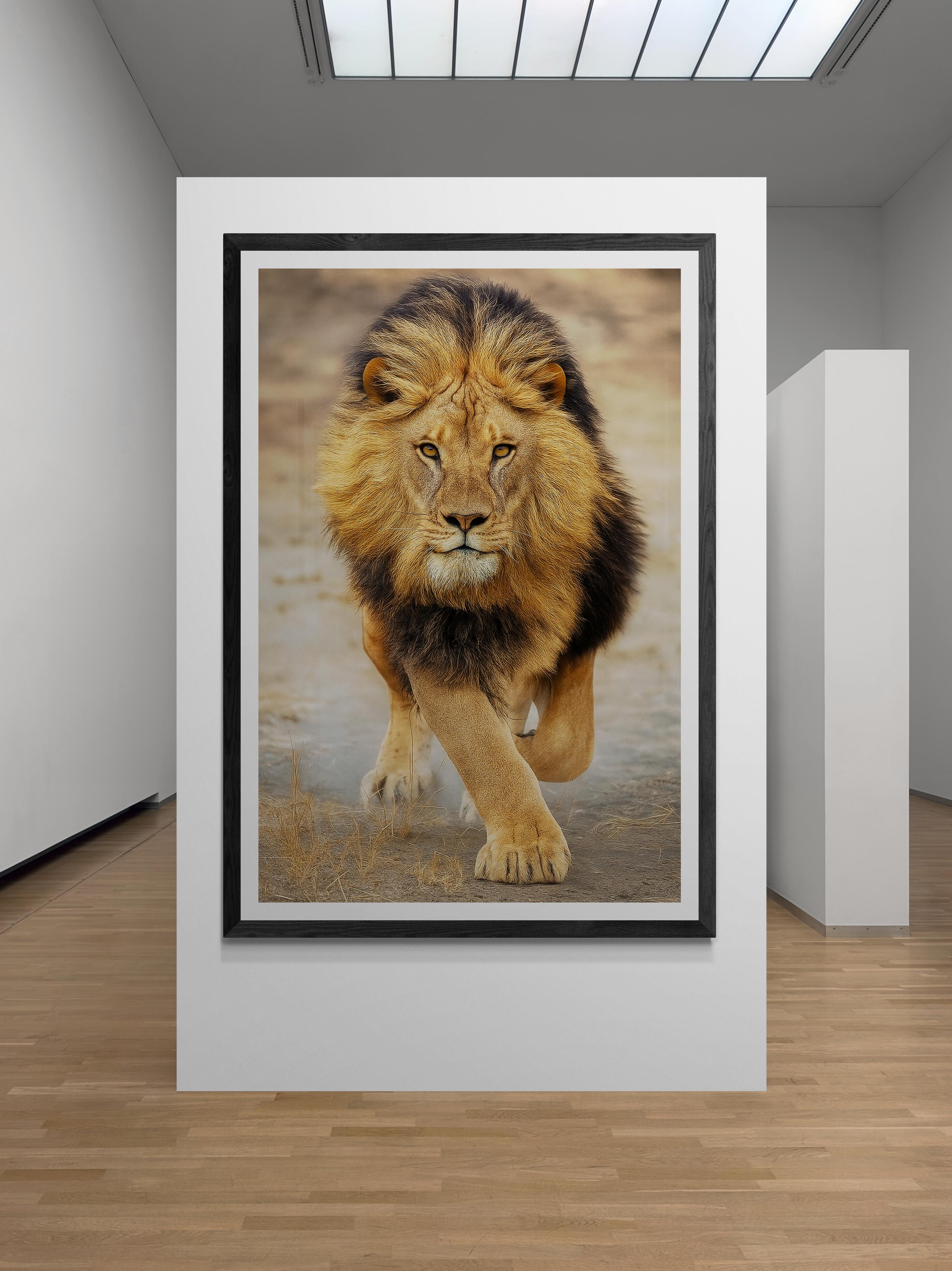 Shane Russeck Black and White Photograph - 64x48 Color Lion Photography Print  "Panthera Leo" Uncropped Africa