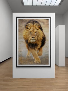 64x48 Color Lion Photography Print  "Panthera Leo" Uncropped Africa
