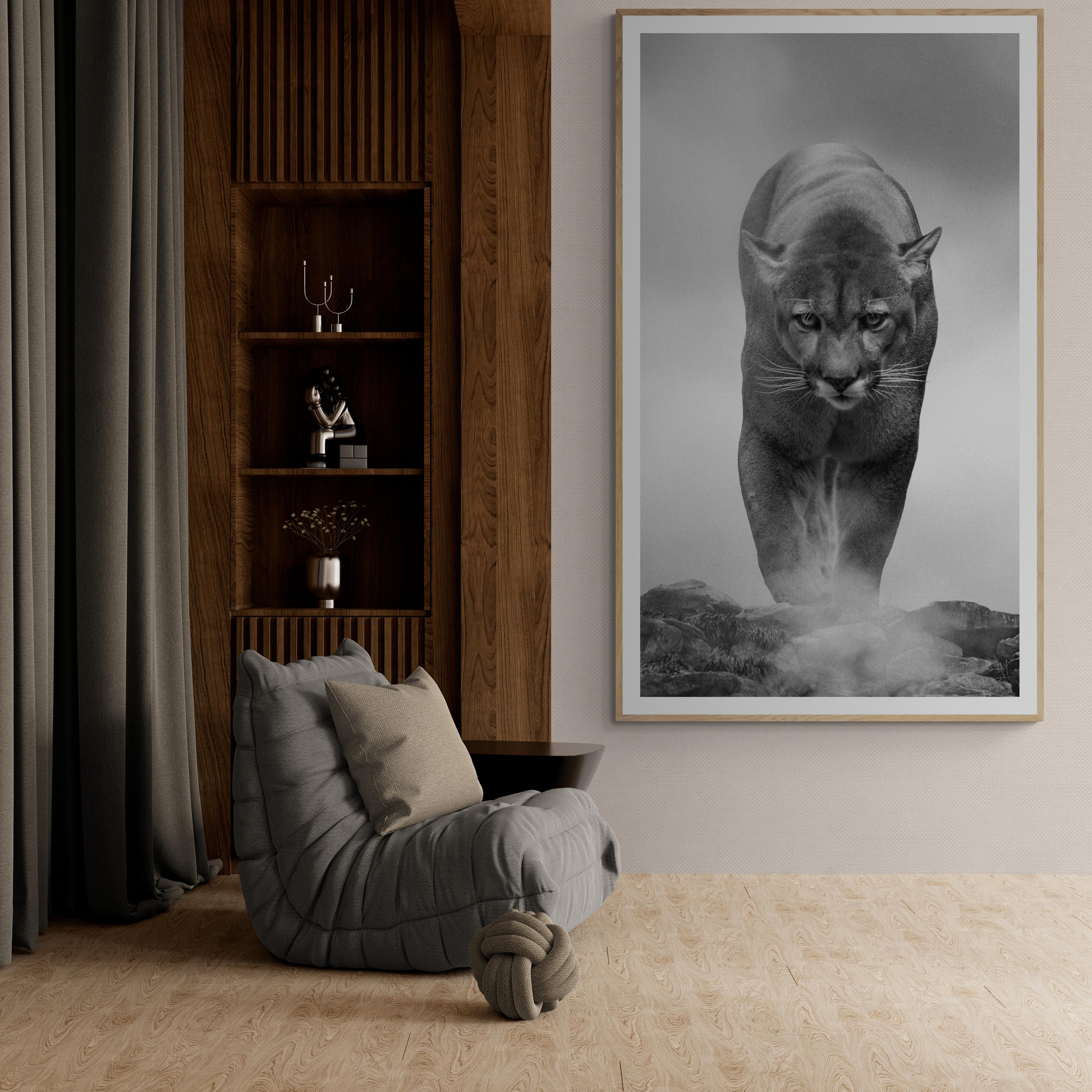 80x40  King of the Mountain Schwarz-Weiß-Fotografie, Cougar, Berglöwe – Print von Shane Russeck