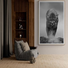 80x40  King of the Mountain Black and White Photography, Cougar, Mountain Lion