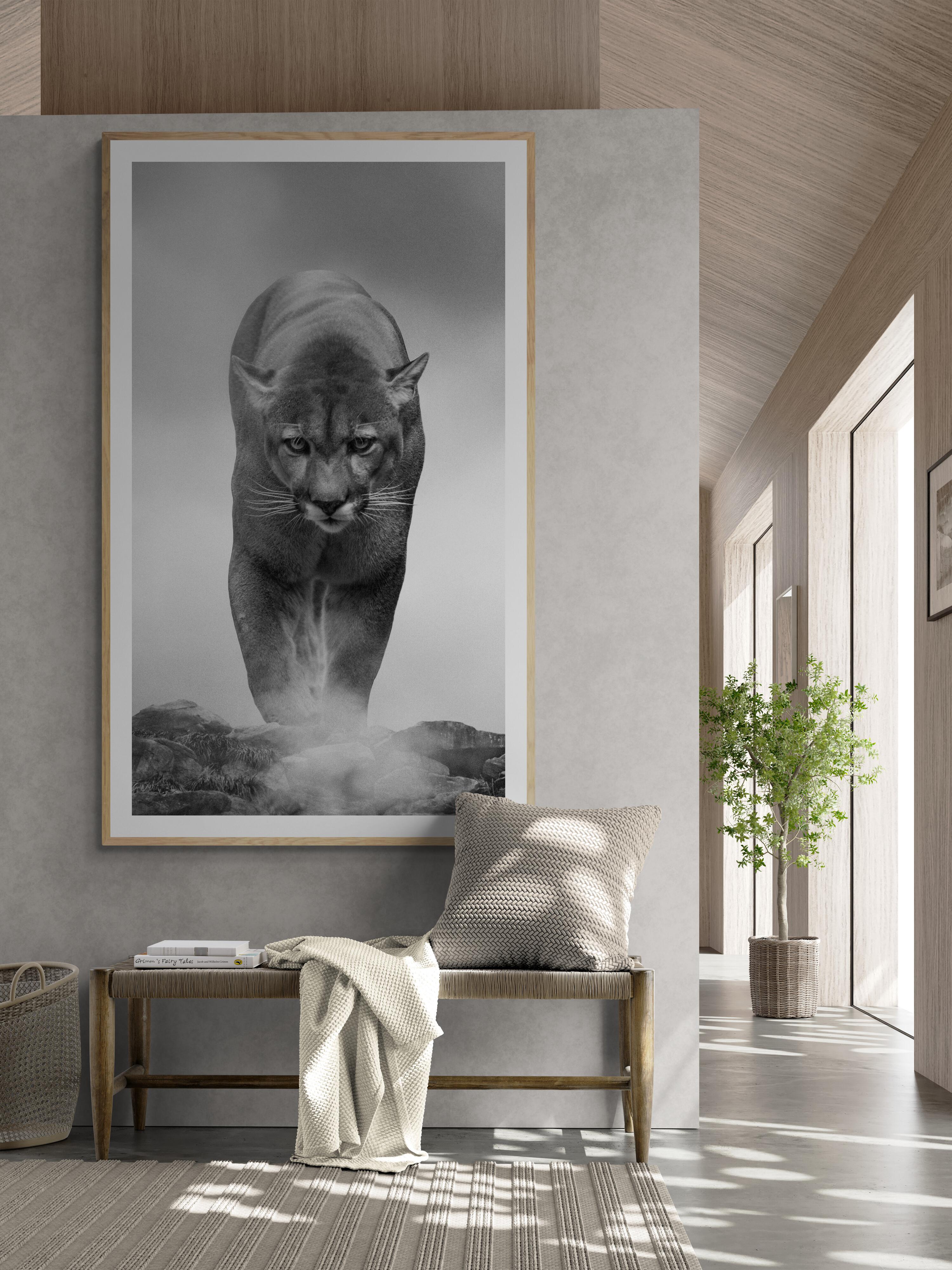 80x40  King of the Mountain Black and White Photography, Cougar, Mountain Lion 2