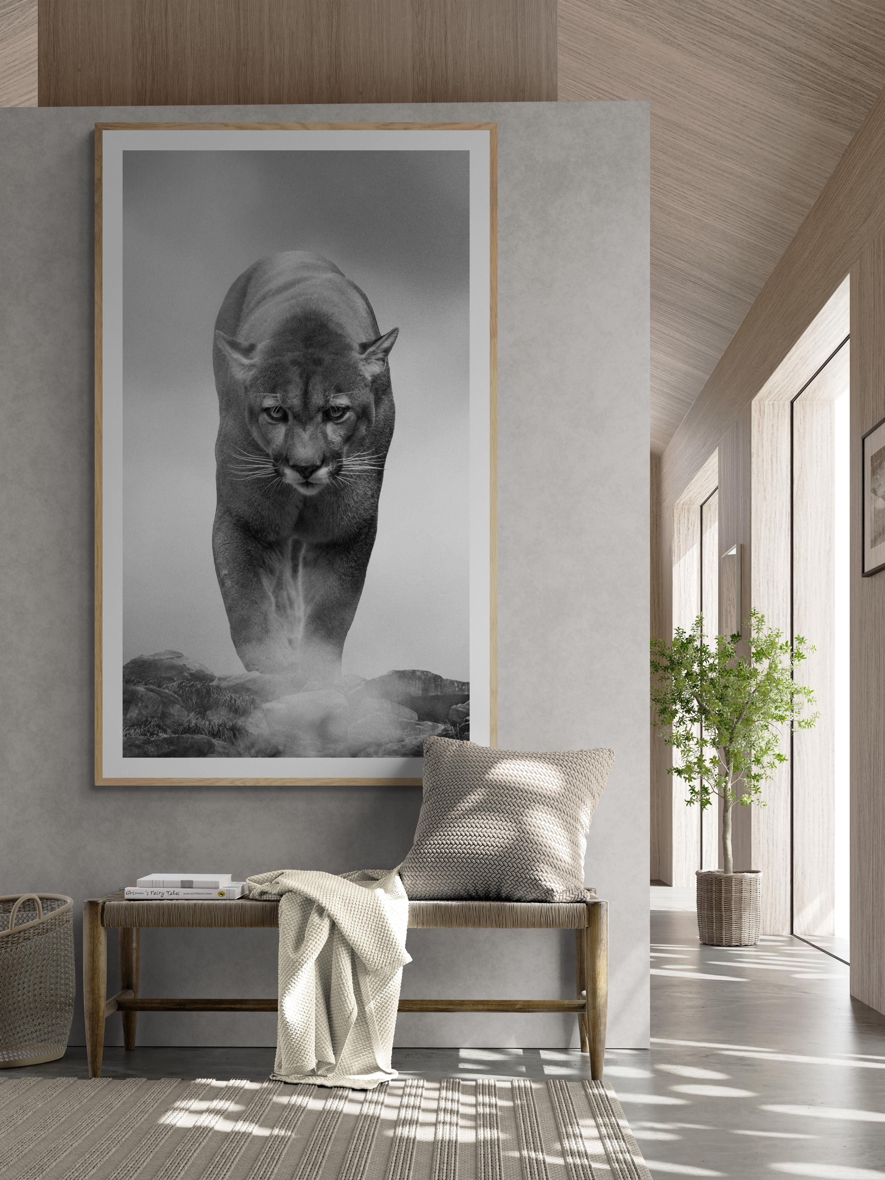 80x40  King of the Mountain Schwarz-Weiß-Fotografie, Cougar, Berglöwe (Grau), Black and White Photograph, von Shane Russeck