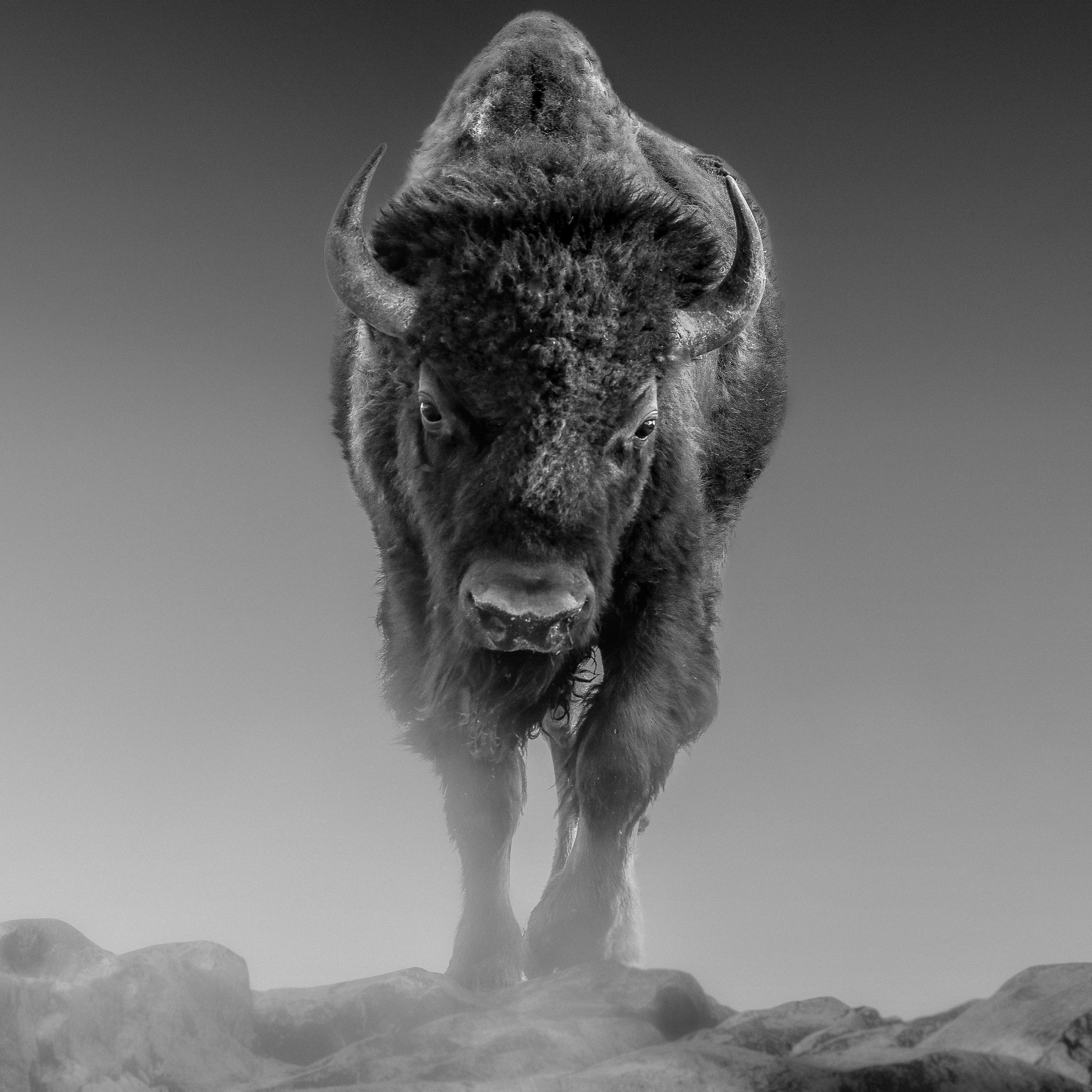 Shane Russeck Animal Print - "American Buffalo" 36x24  Black & White Photography Bison Buffalo Photograph Art