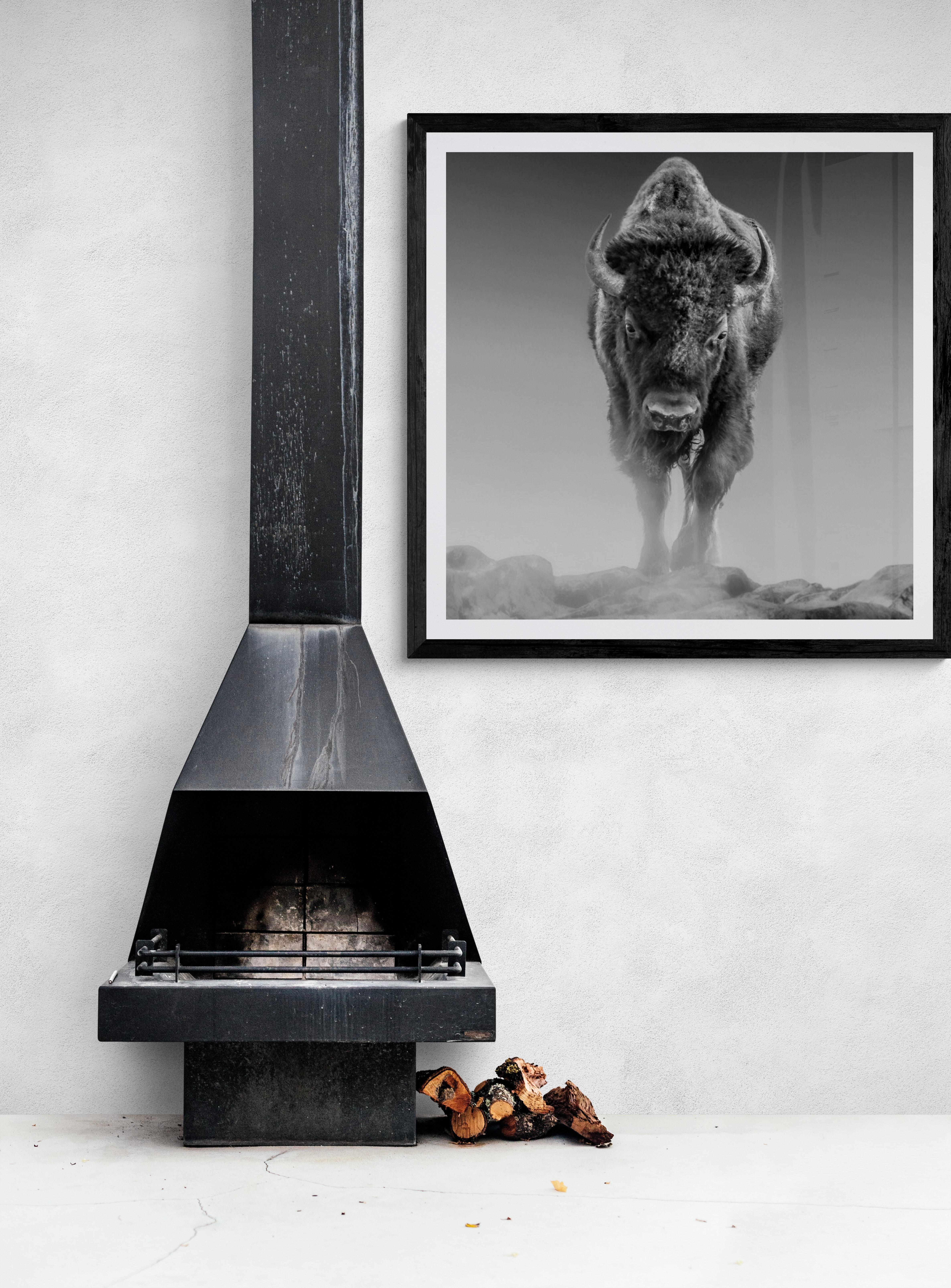 Le buffle américain 50x60  Bison Buffalo - Impression non signée en noir et blanc en vente 1